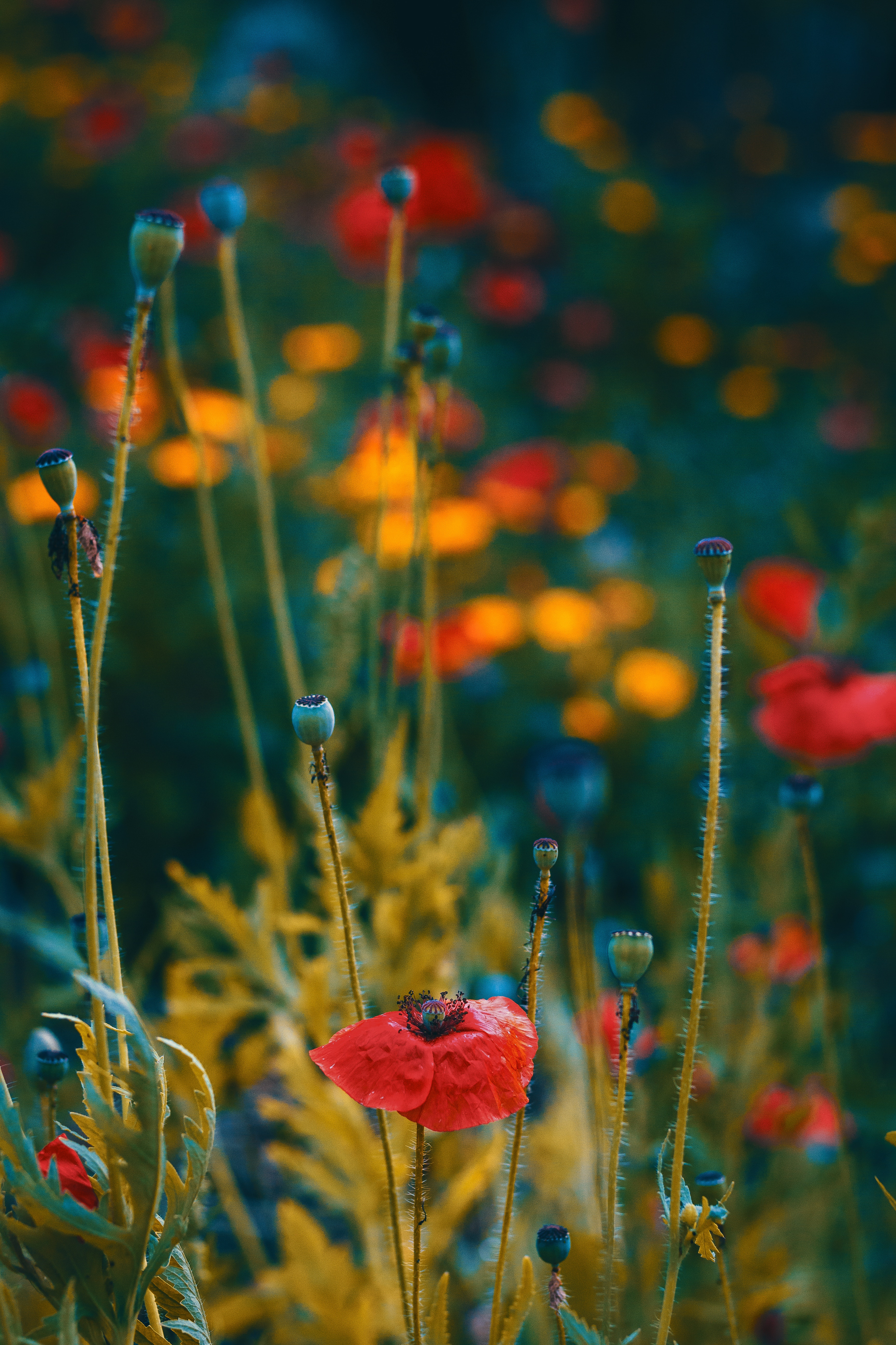 flowering, flowers, poppies, macro, blur, smooth, bloom, buds 1080p
