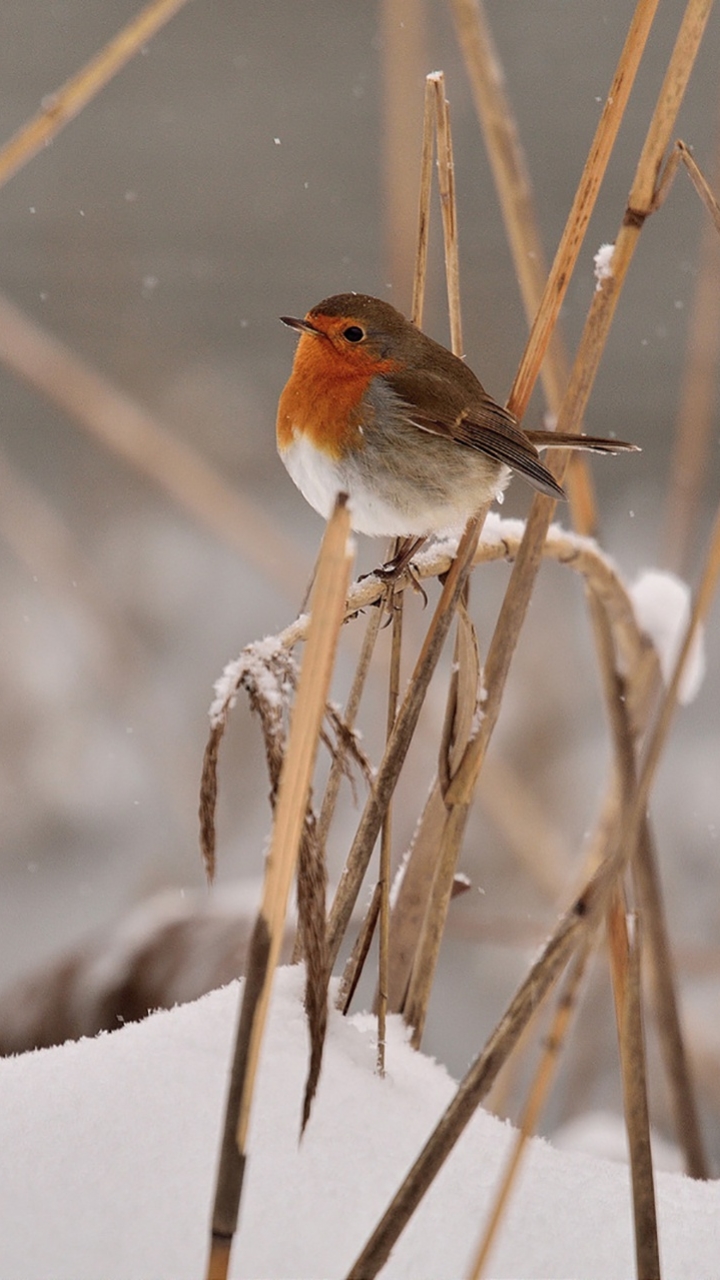 Download mobile wallpaper Winter, Birds, Snow, Bird, Animal for free.