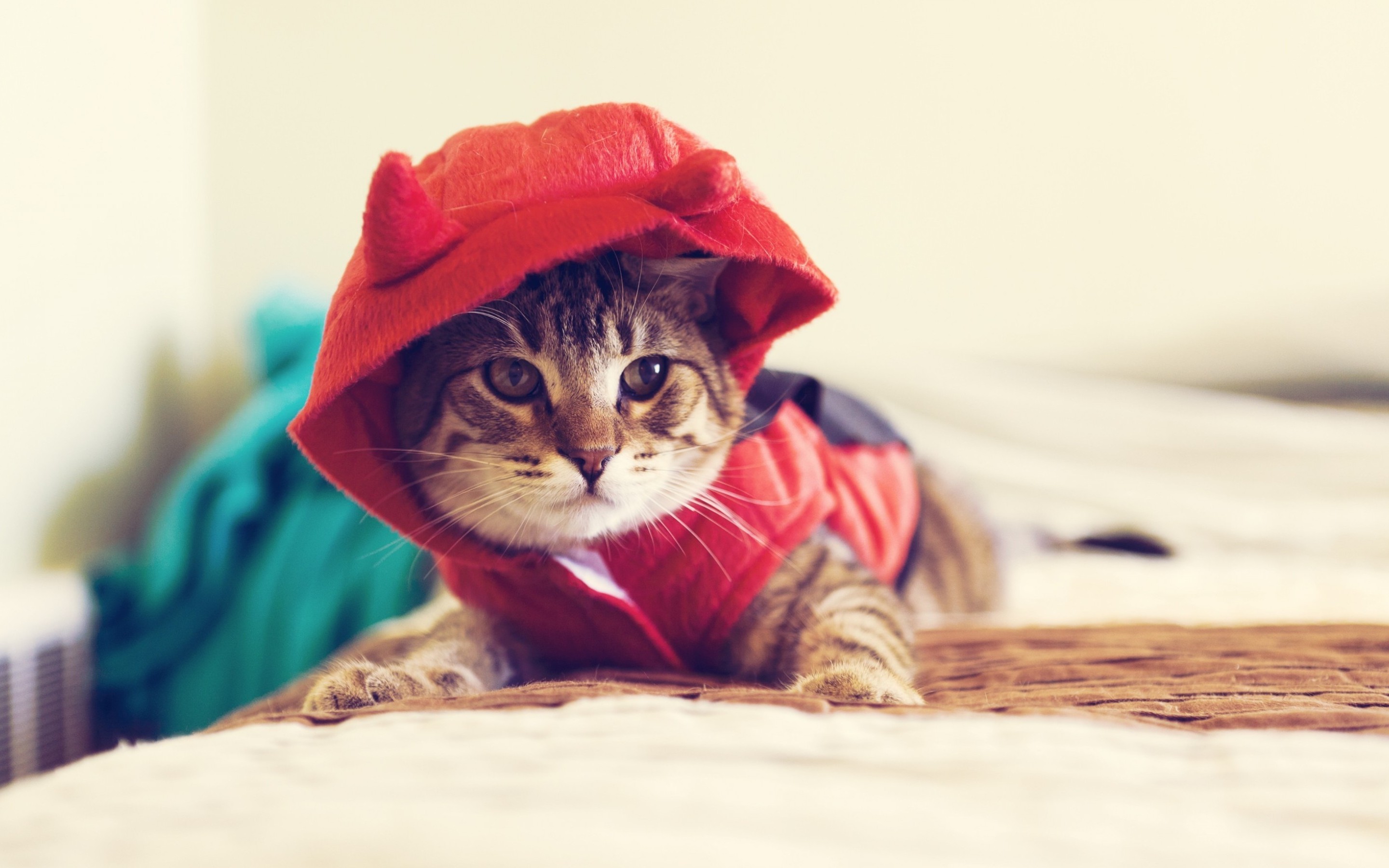 Download mobile wallpaper Kitten, Cat, Cats, Animal, Cap for free.