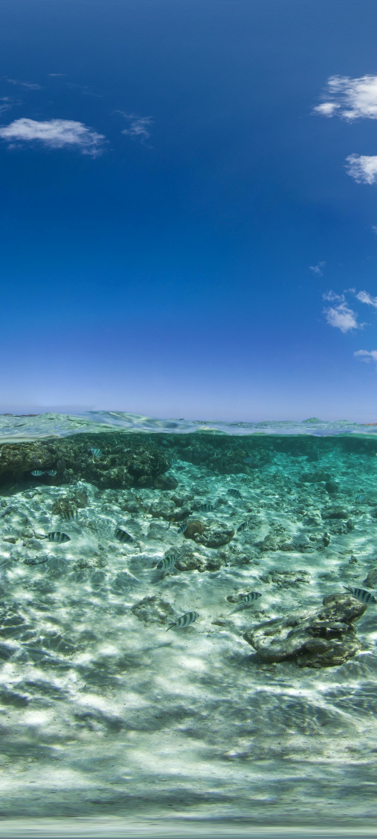 Descarga gratuita de fondo de pantalla para móvil de Océano, Submarino, Australia, Tierra/naturaleza.