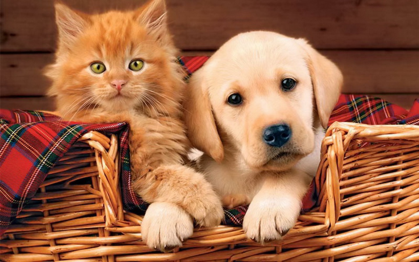 Download mobile wallpaper Kitten, Animal, Puppy, Cute for free.