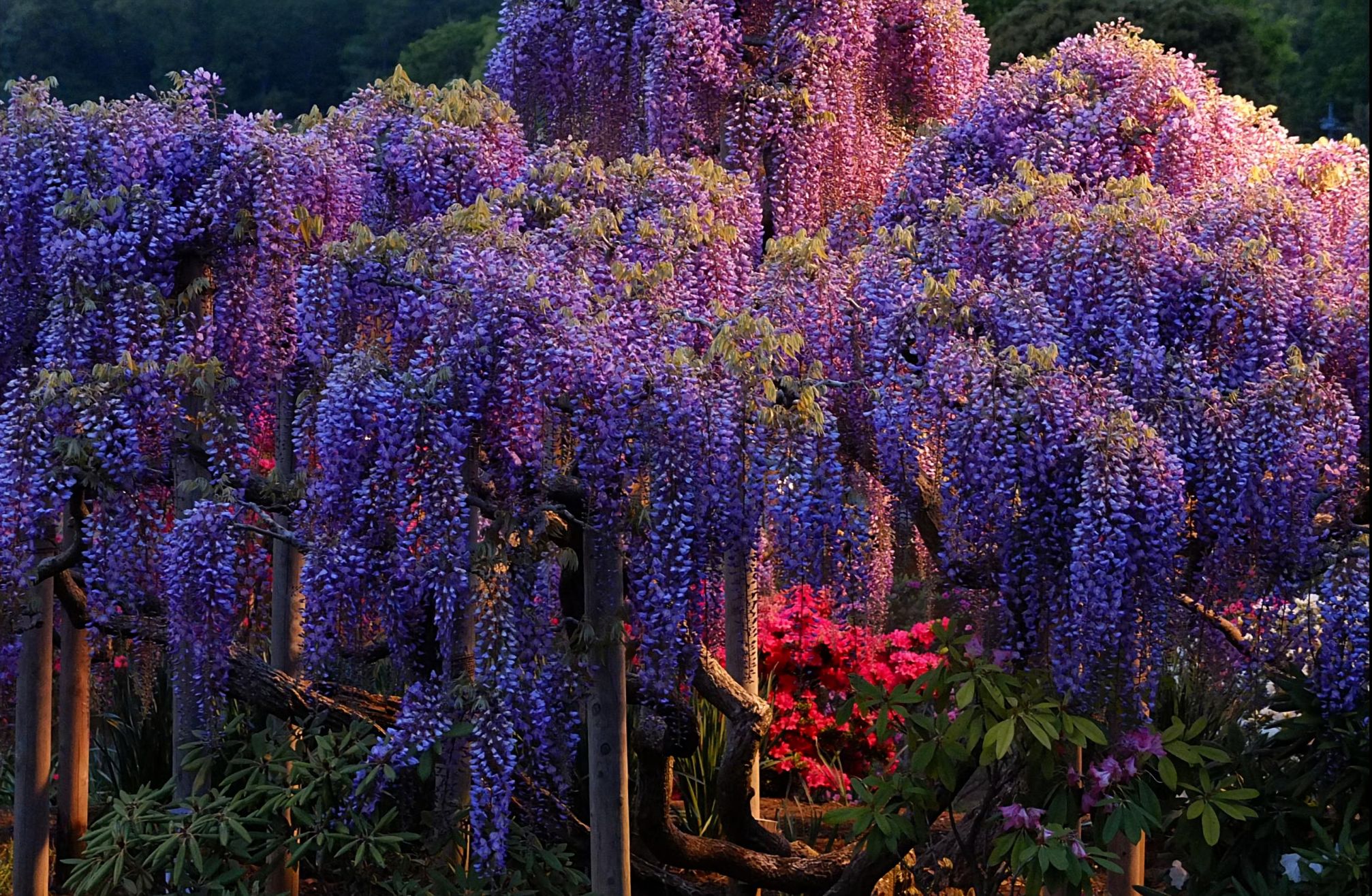 Download mobile wallpaper Flowers, Earth, Wisteria, Purple Flower for free.