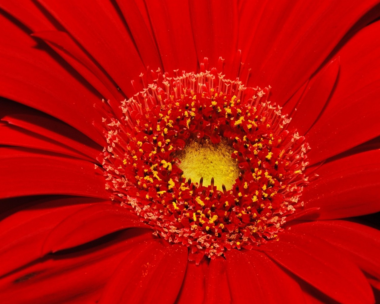 Téléchargez gratuitement l'image Fleur, Gerbera, Terre/nature sur le bureau de votre PC