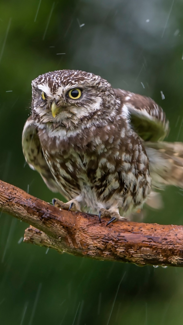 Download mobile wallpaper Birds, Rain, Owl, Bird, Animal for free.