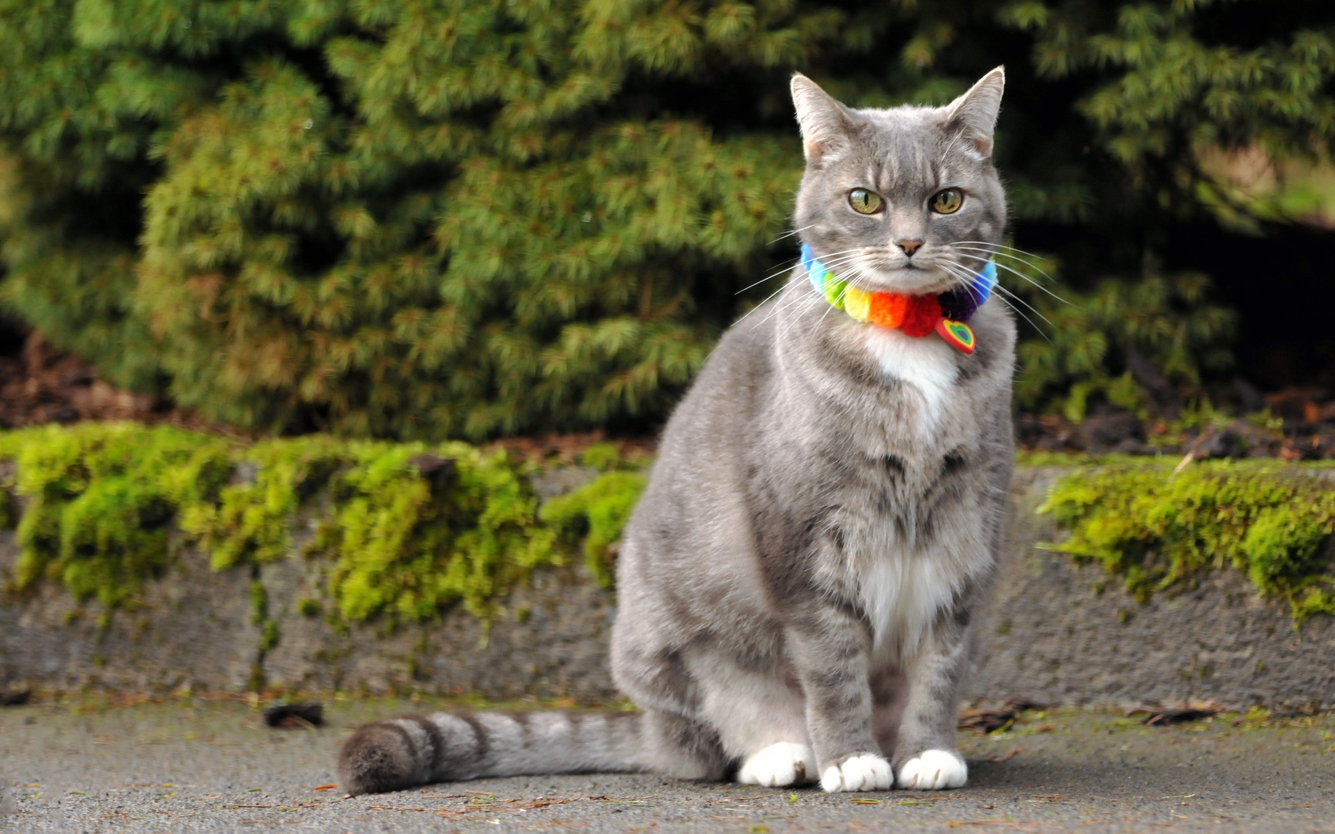 Baixe gratuitamente a imagem Animais, Gatos, Gato na área de trabalho do seu PC