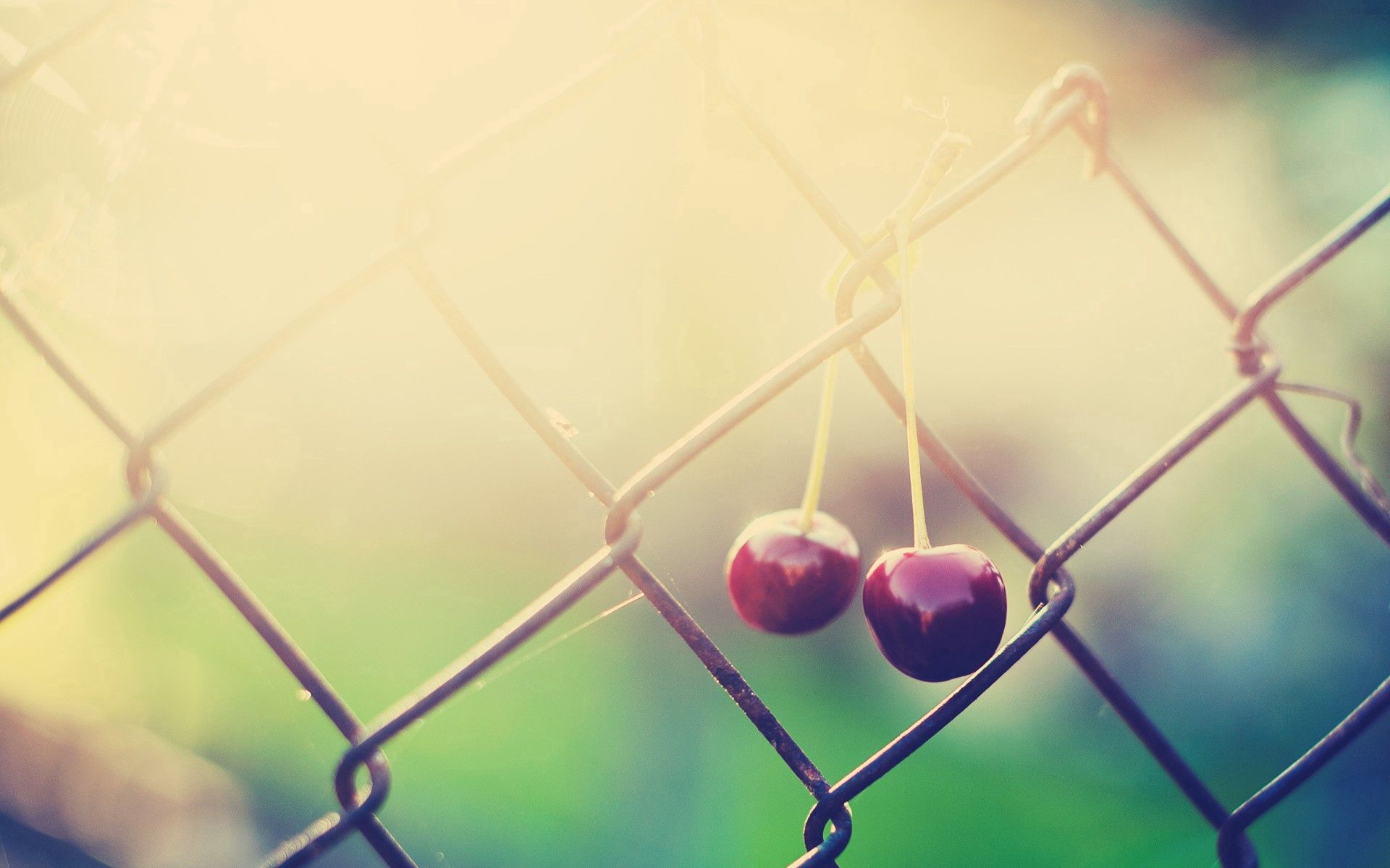 Download mobile wallpaper Fence, Macro, Branch, Shine, Light, Grid, Cherry for free.