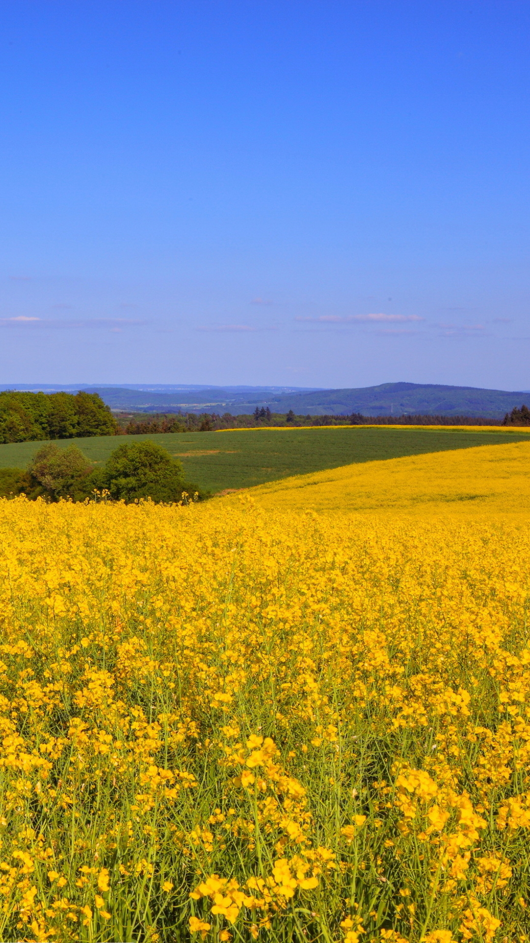Download mobile wallpaper Landscape, Nature, Horizon, Flower, Earth, Field, Yellow Flower for free.