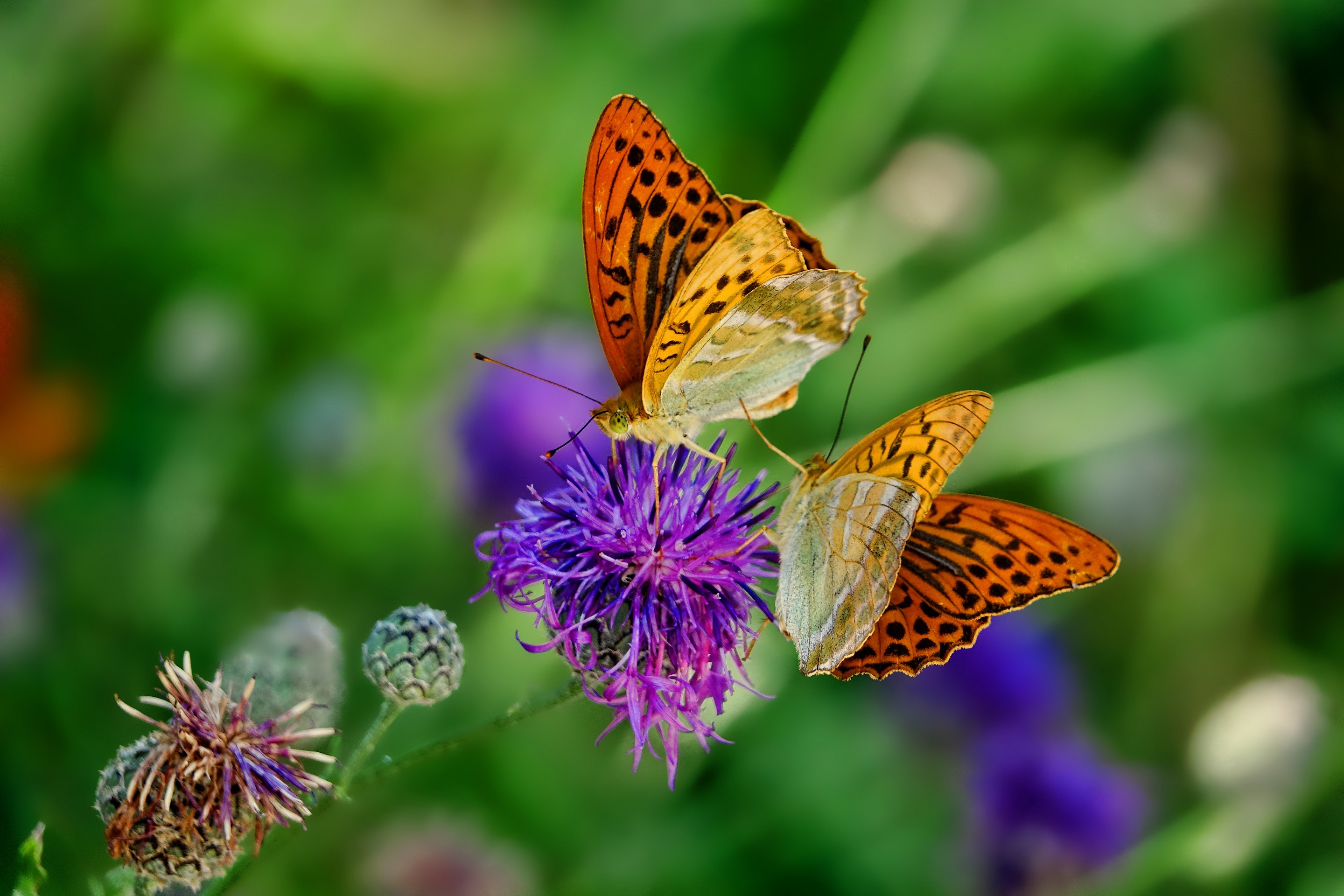 Téléchargez gratuitement l'image Animaux, Fleur, Macro, Insecte, Papillon sur le bureau de votre PC