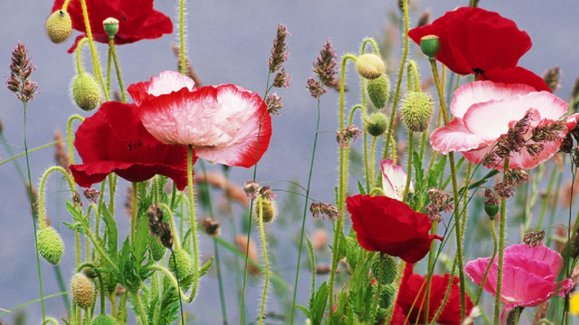 Download mobile wallpaper Poppy, Flowers, Flower, Earth for free.