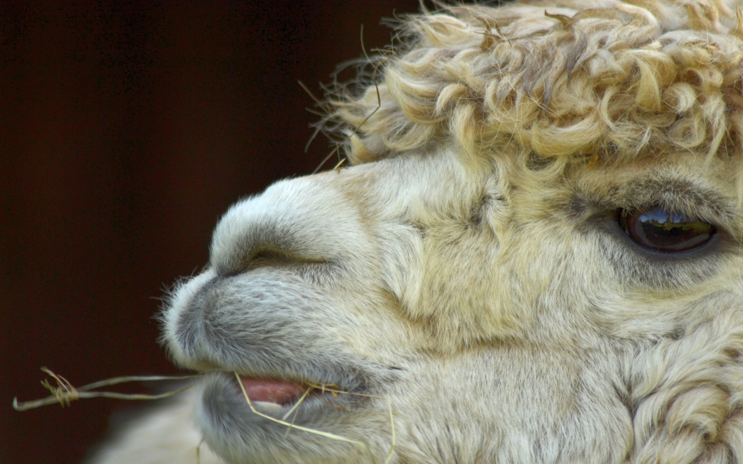 Free download wallpaper Animal, Alpaca on your PC desktop