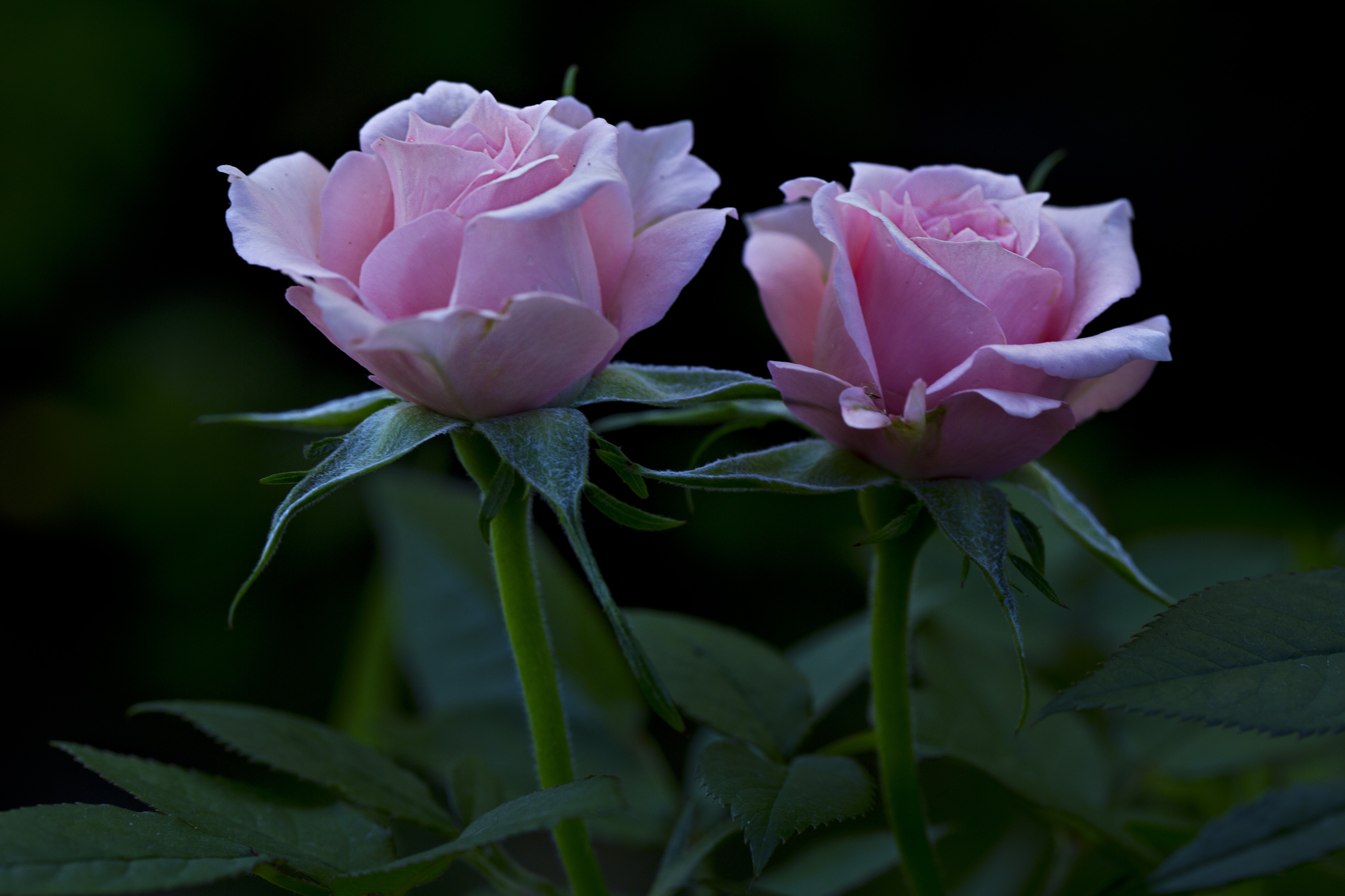 Laden Sie das Knospen, Blütenblätter, Roses, Blumen-Bild kostenlos auf Ihren PC-Desktop herunter