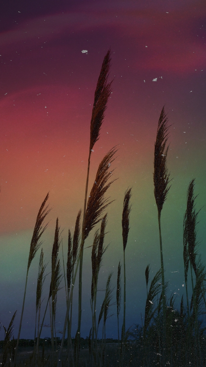 Download mobile wallpaper Nature, Sky, Night, Plant, Light, Starry Sky, Earth for free.