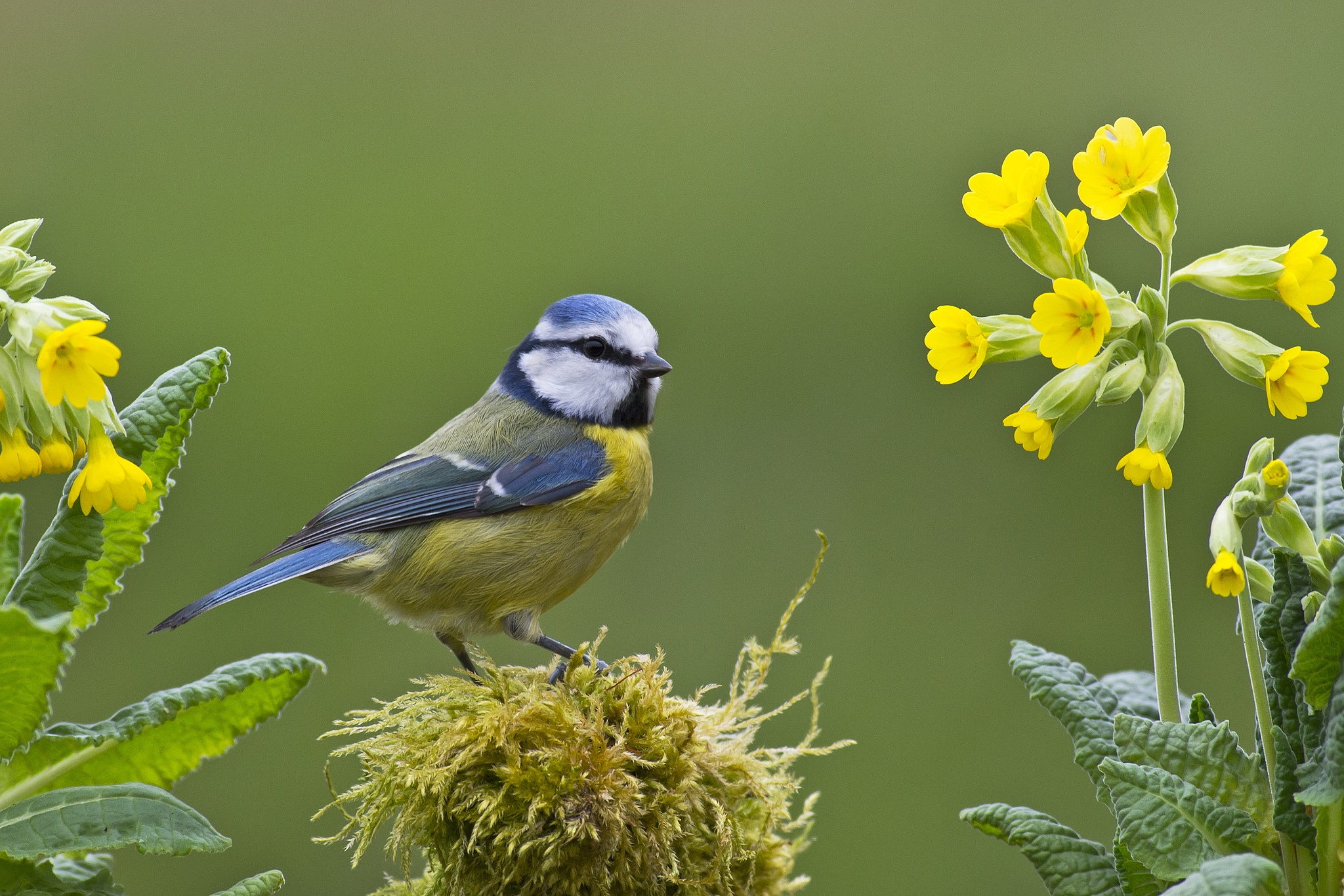 Download mobile wallpaper Birds, Flower, Bird, Animal, Titmouse for free.