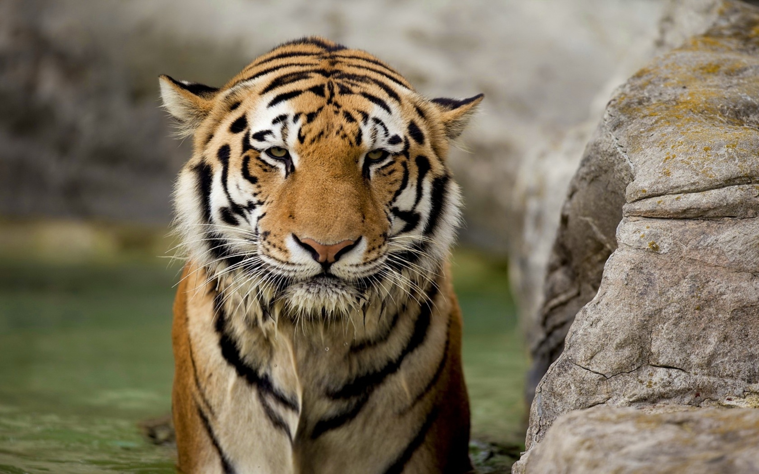 Free download wallpaper Tiger, Animal on your PC desktop