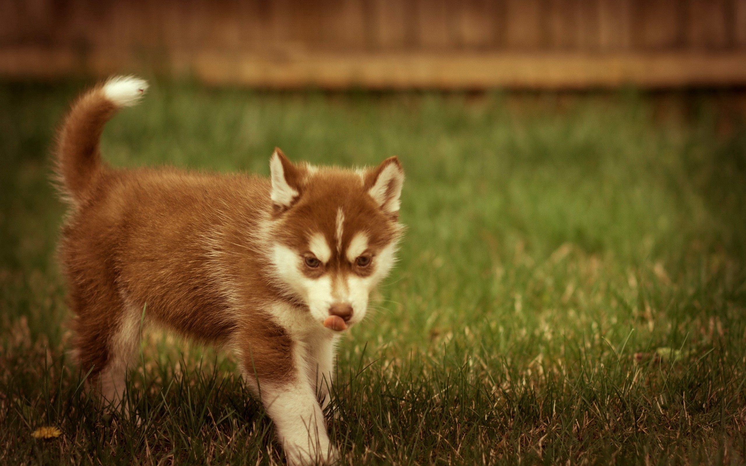 Download mobile wallpaper Playful, Grass, Stroll, Puppy, Animals for free.