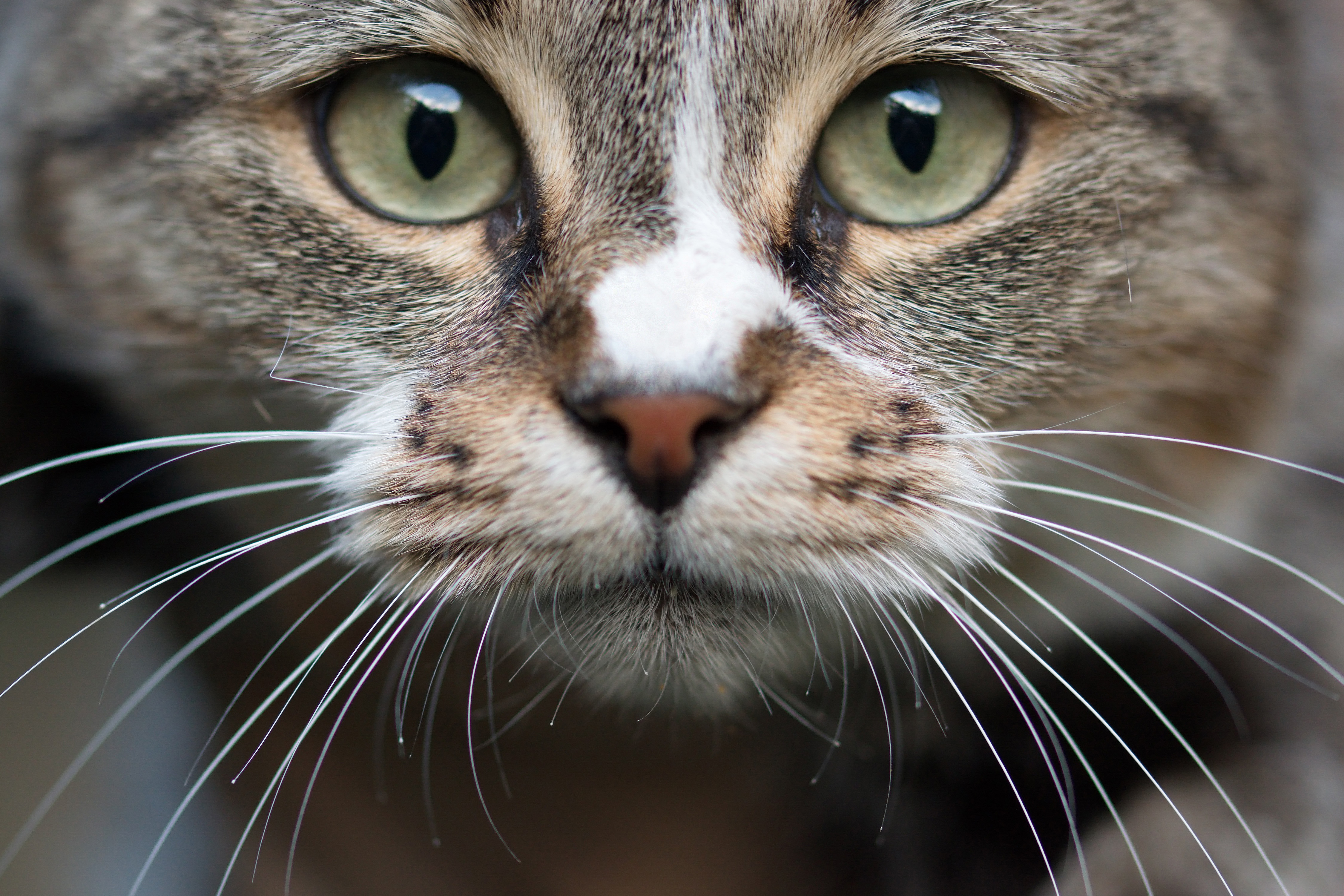 Descarga gratis la imagen Animales, Gatos, Gato, De Cerca, Mirar Fijamente en el escritorio de tu PC