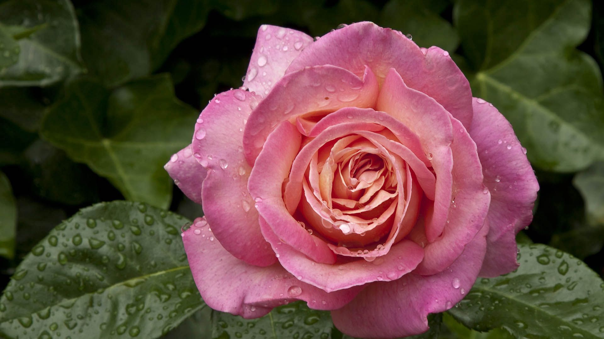 Téléchargez des papiers peints mobile Macro, Pétales, Rosée, Drops, Une Rose, Rose gratuitement.