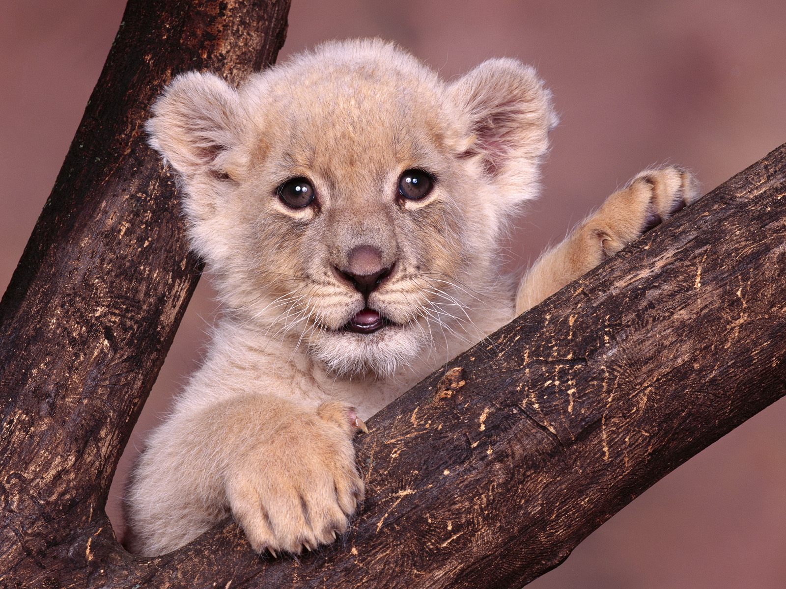 Descarga gratuita de fondo de pantalla para móvil de Animales, Gatos, León.