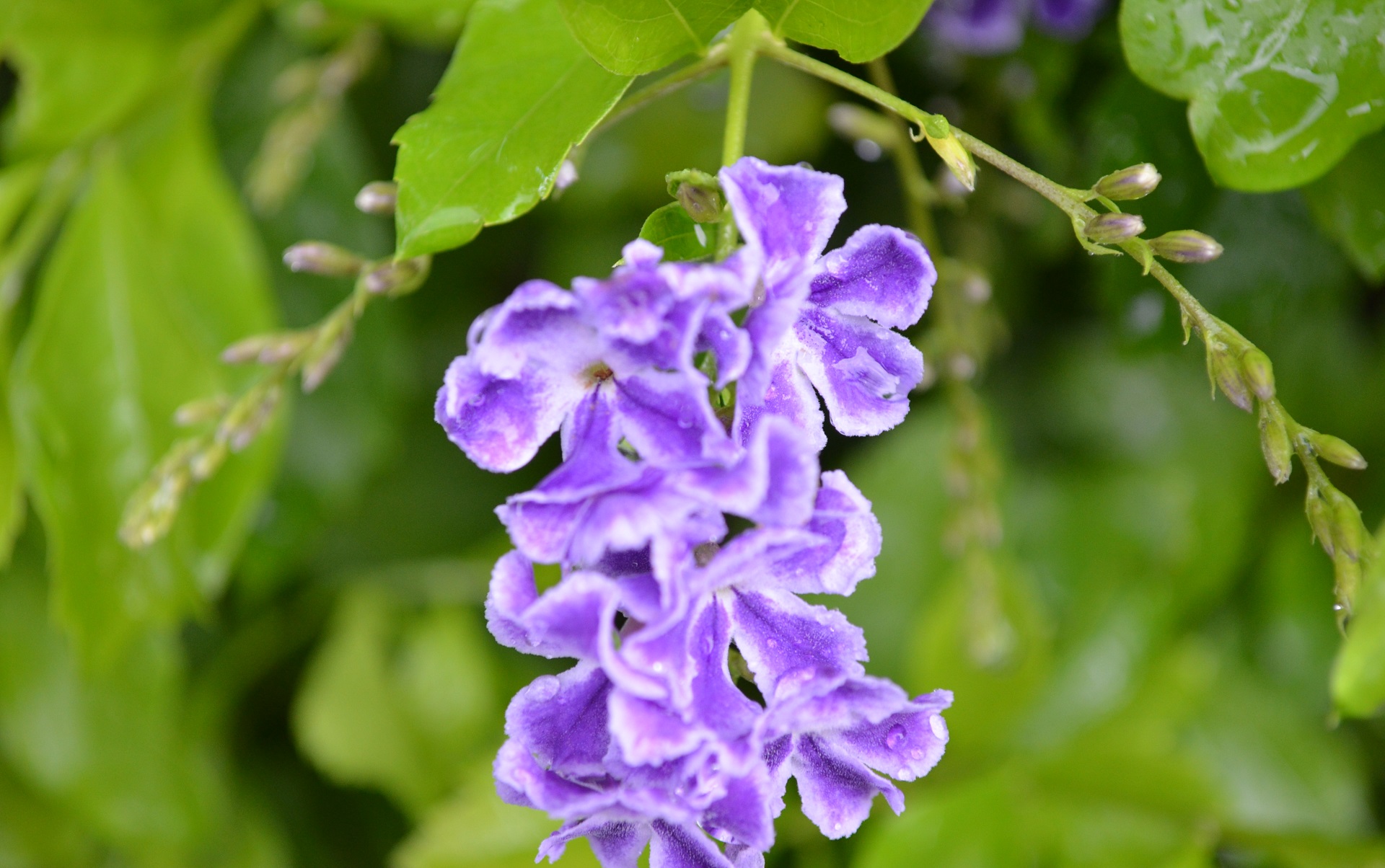 無料モバイル壁紙紫色の花, 水滴, フラワーズ, 自然, 花, 地球をダウンロードします。