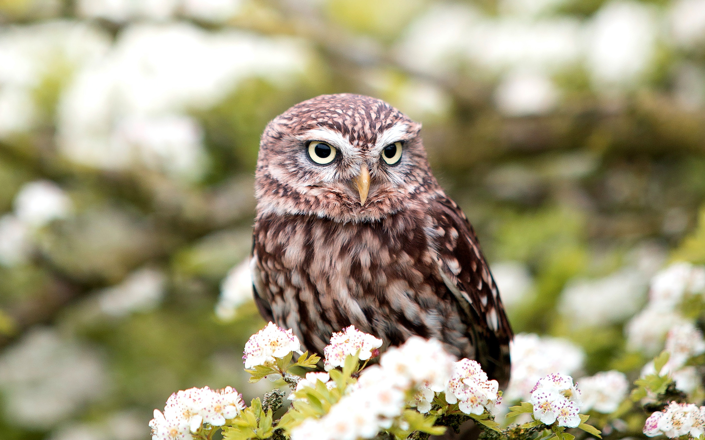 Download mobile wallpaper Birds, Owl, Bird, Animal, White Flower for free.