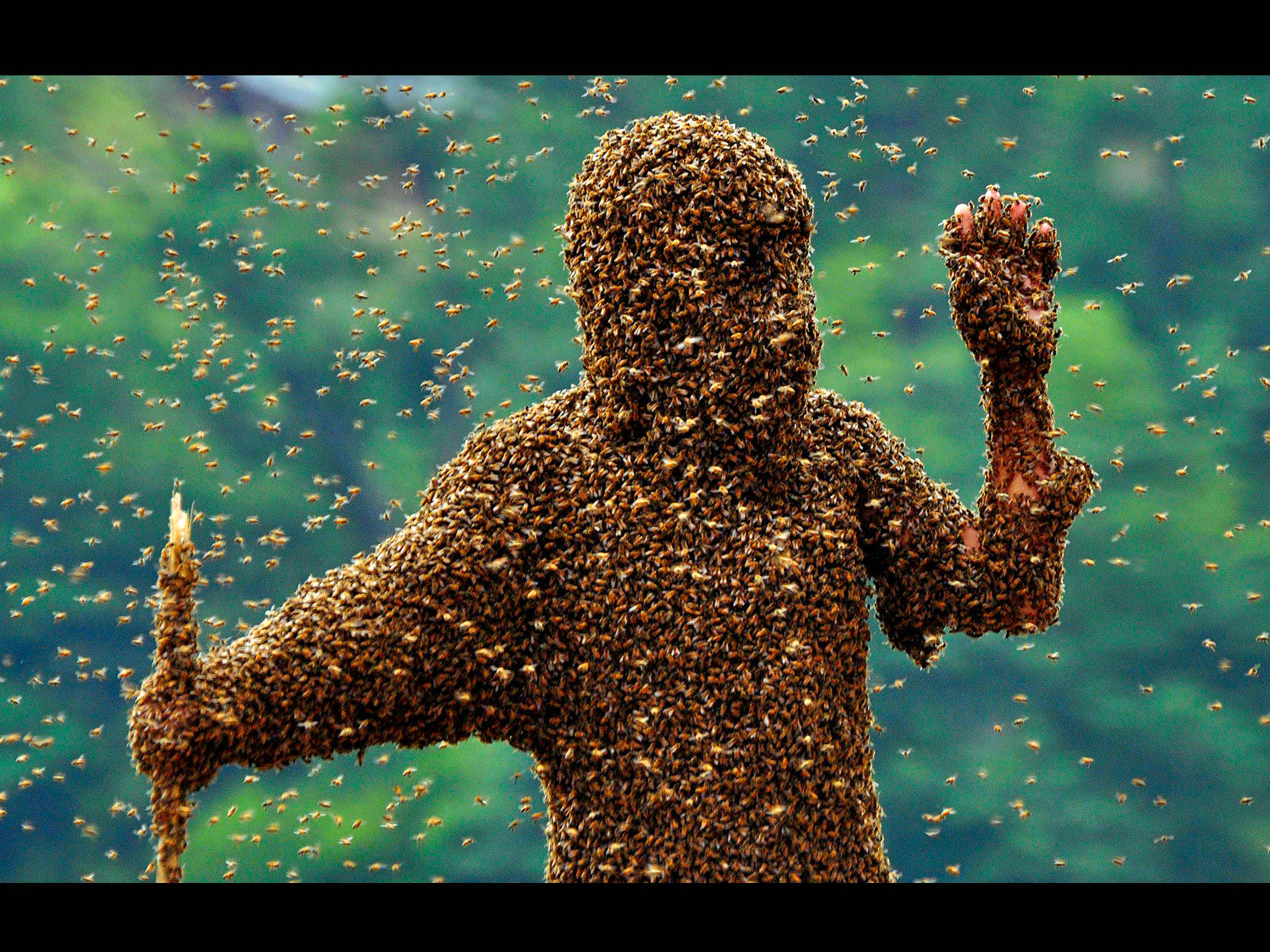 Скачати мобільні шпалери Бджола, Комахи, Тварина безкоштовно.