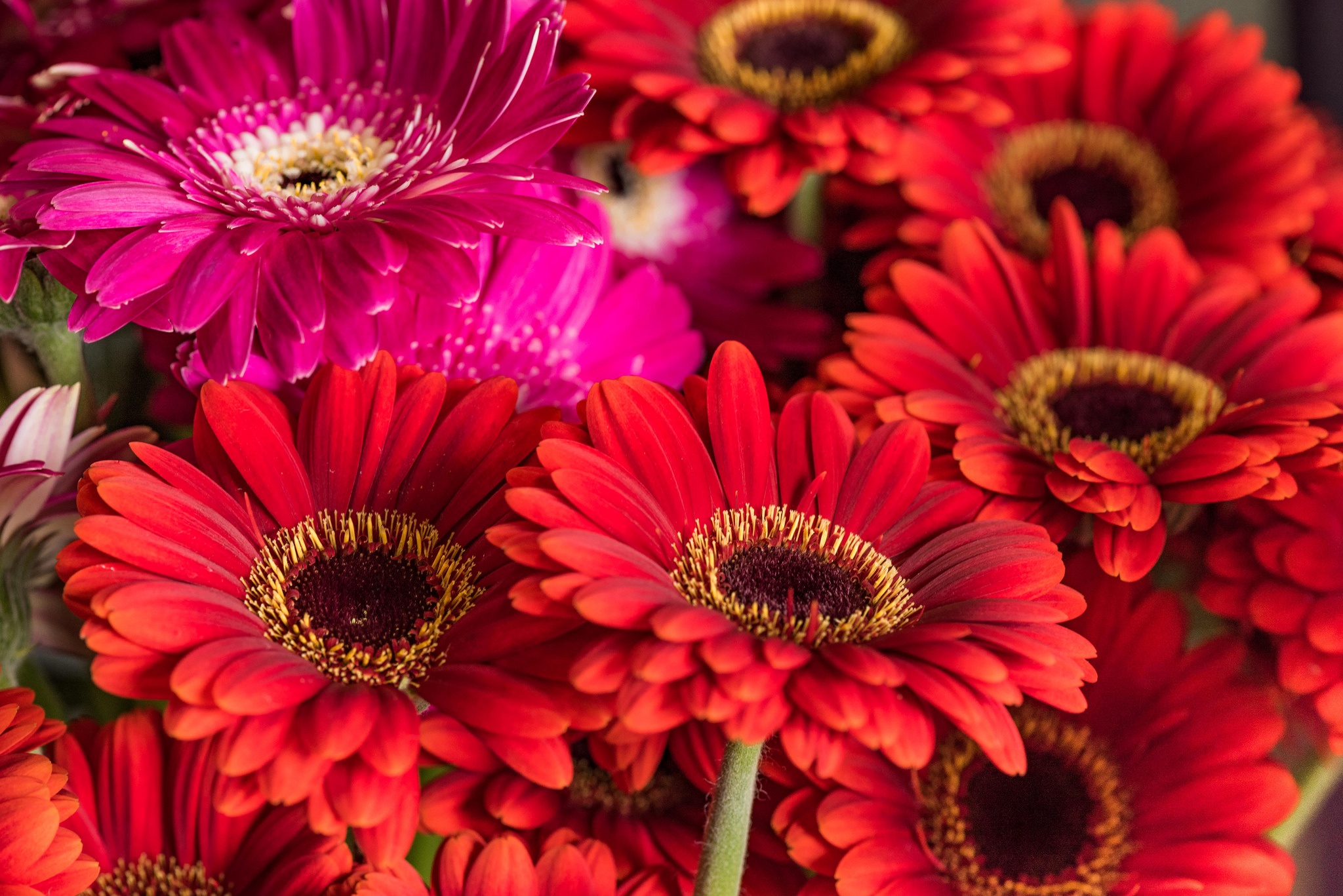 Laden Sie das Natur, Blumen, Gerbera, Blume, Rote Blume, Erde/natur-Bild kostenlos auf Ihren PC-Desktop herunter
