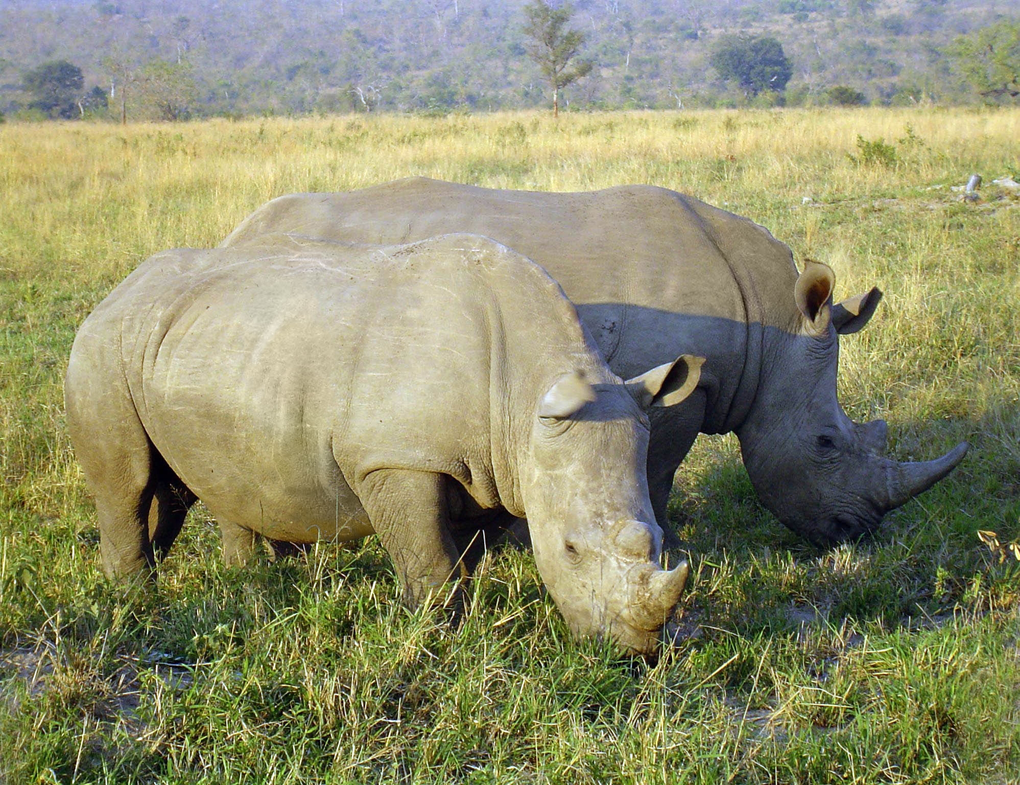 103270 baixar papel de parede animais, comida, grama, campo, rhinos, rinocerontes - protetores de tela e imagens gratuitamente