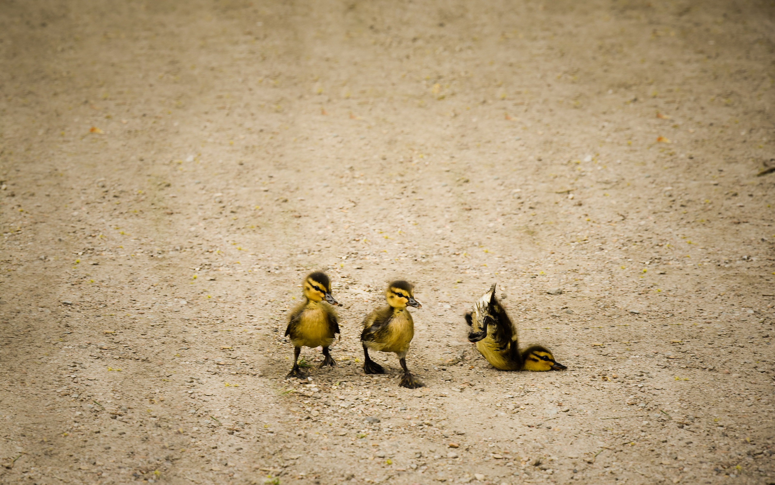 Download mobile wallpaper Birds, Bird, Animal, Duck, Chick, Baby Animal for free.