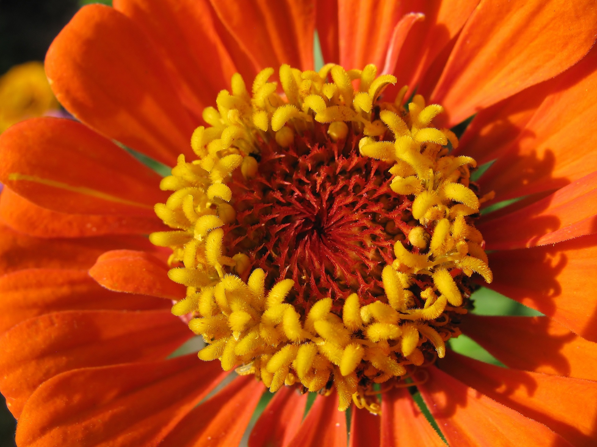 Descarga gratis la imagen Naturaleza, Flor, Tierra/naturaleza, Flor Naranja en el escritorio de tu PC