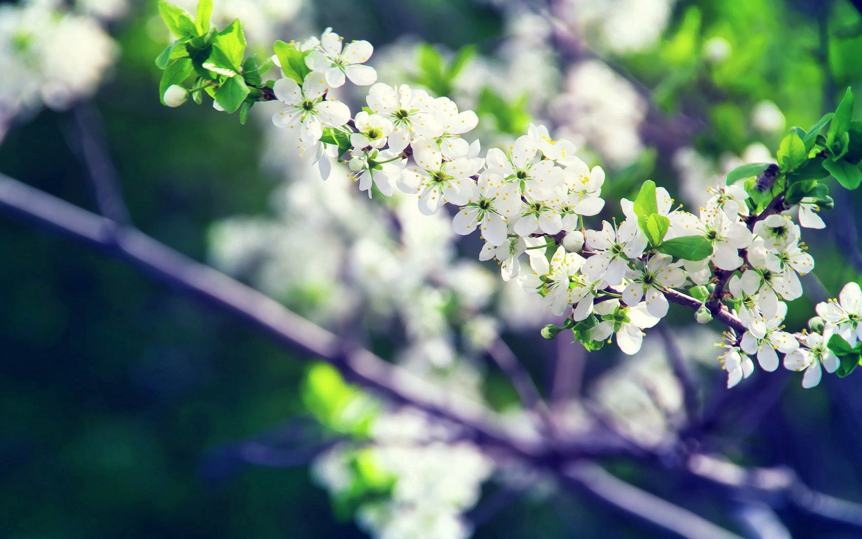 無料モバイル壁紙咲く, 白い, ブランチ, 枝, フラワーズ, 開花, 春をダウンロードします。