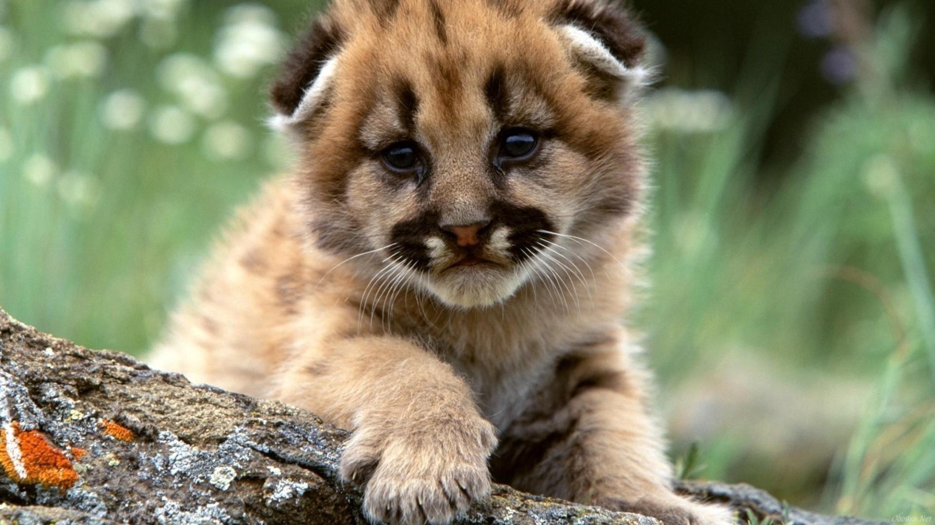Download mobile wallpaper Cats, Animal, Cougar, Cub for free.