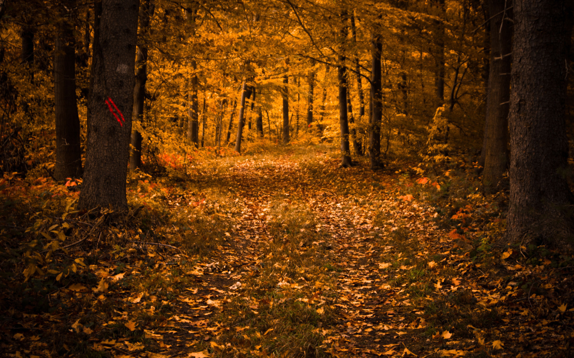 Téléchargez gratuitement l'image Automne, Terre/nature sur le bureau de votre PC