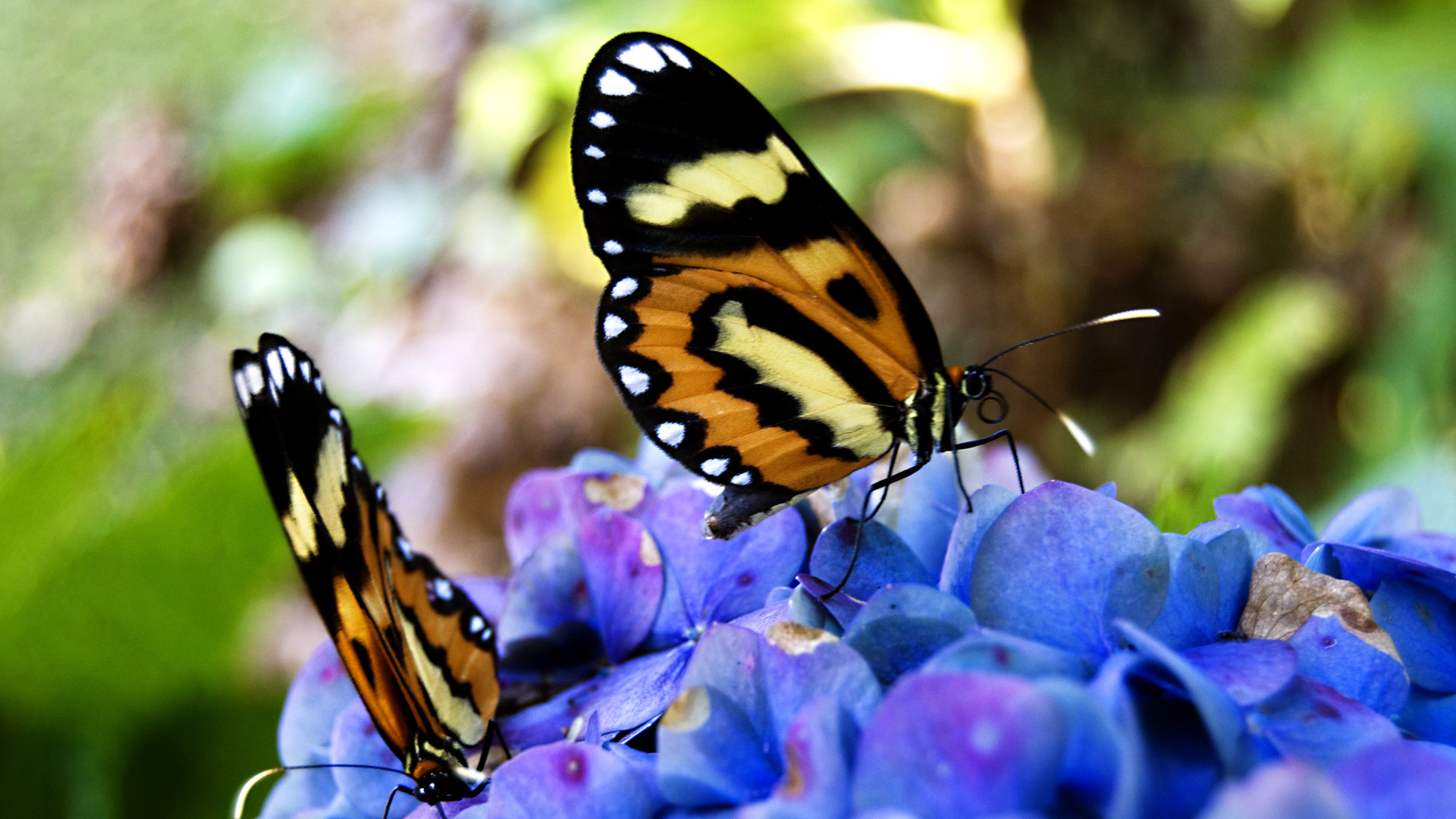 Free download wallpaper Butterfly, Animal on your PC desktop