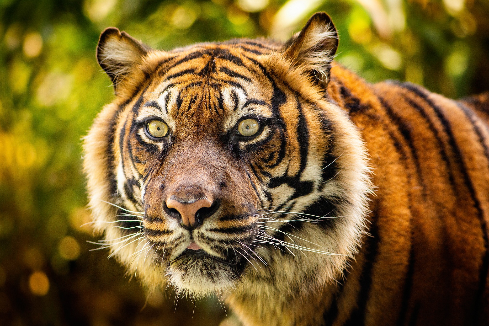 Téléchargez gratuitement l'image Animaux, Chats, Tigre, Regard sur le bureau de votre PC