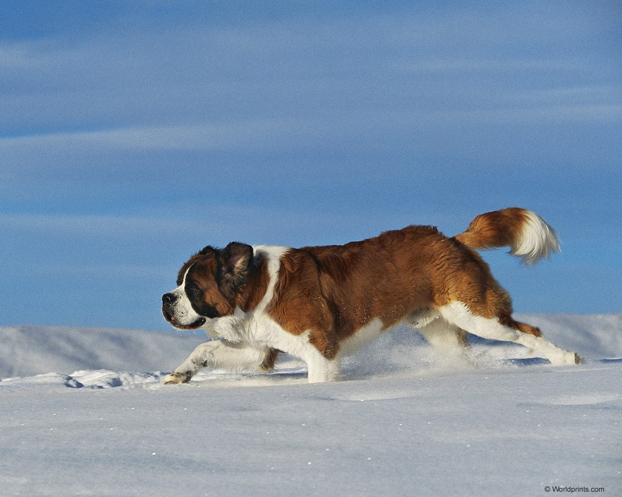 Скачати мобільні шпалери Сніг, Тварини, Собаки безкоштовно.