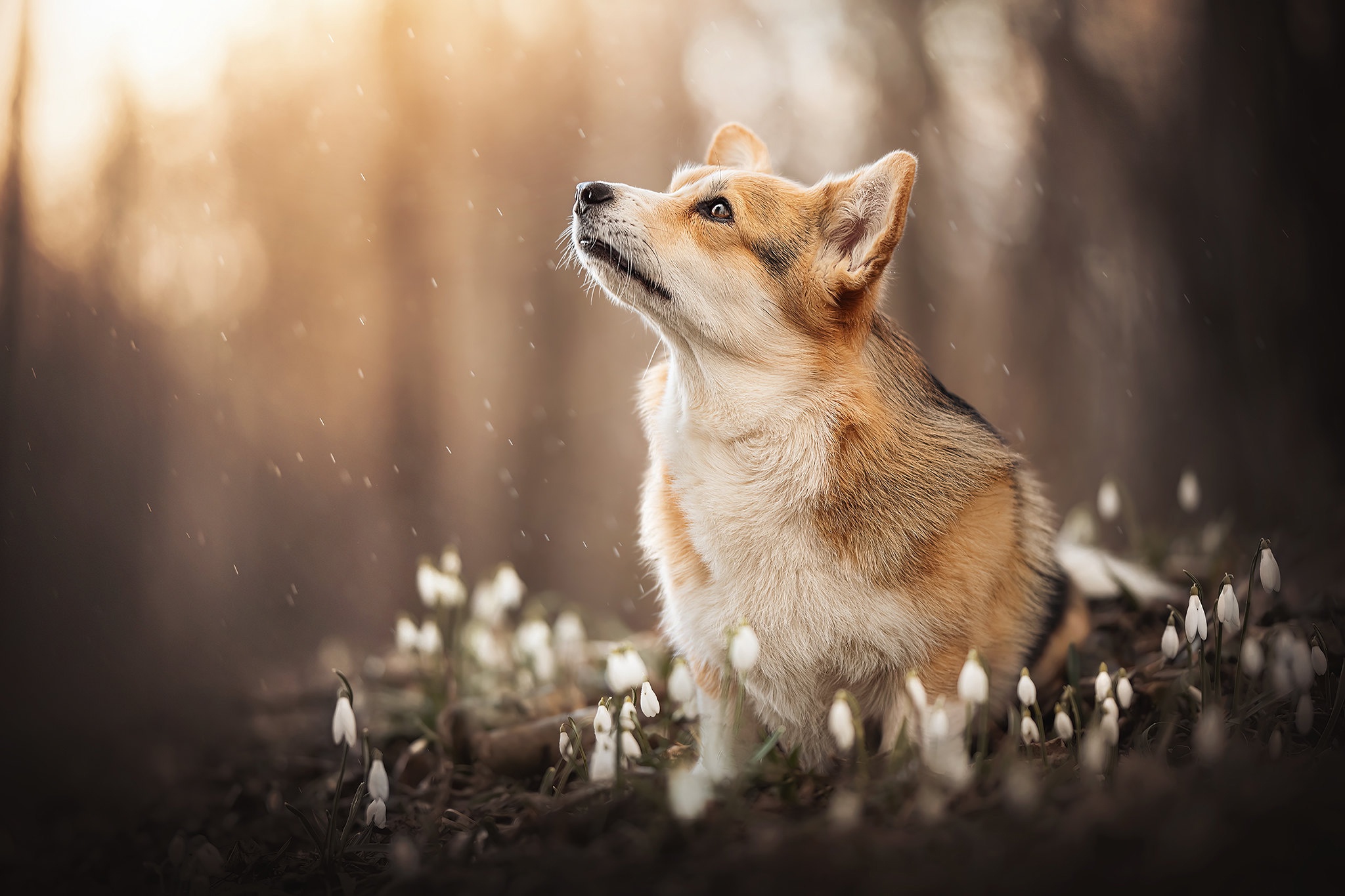 Download mobile wallpaper Dogs, Animal, Snowdrop, Corgi for free.