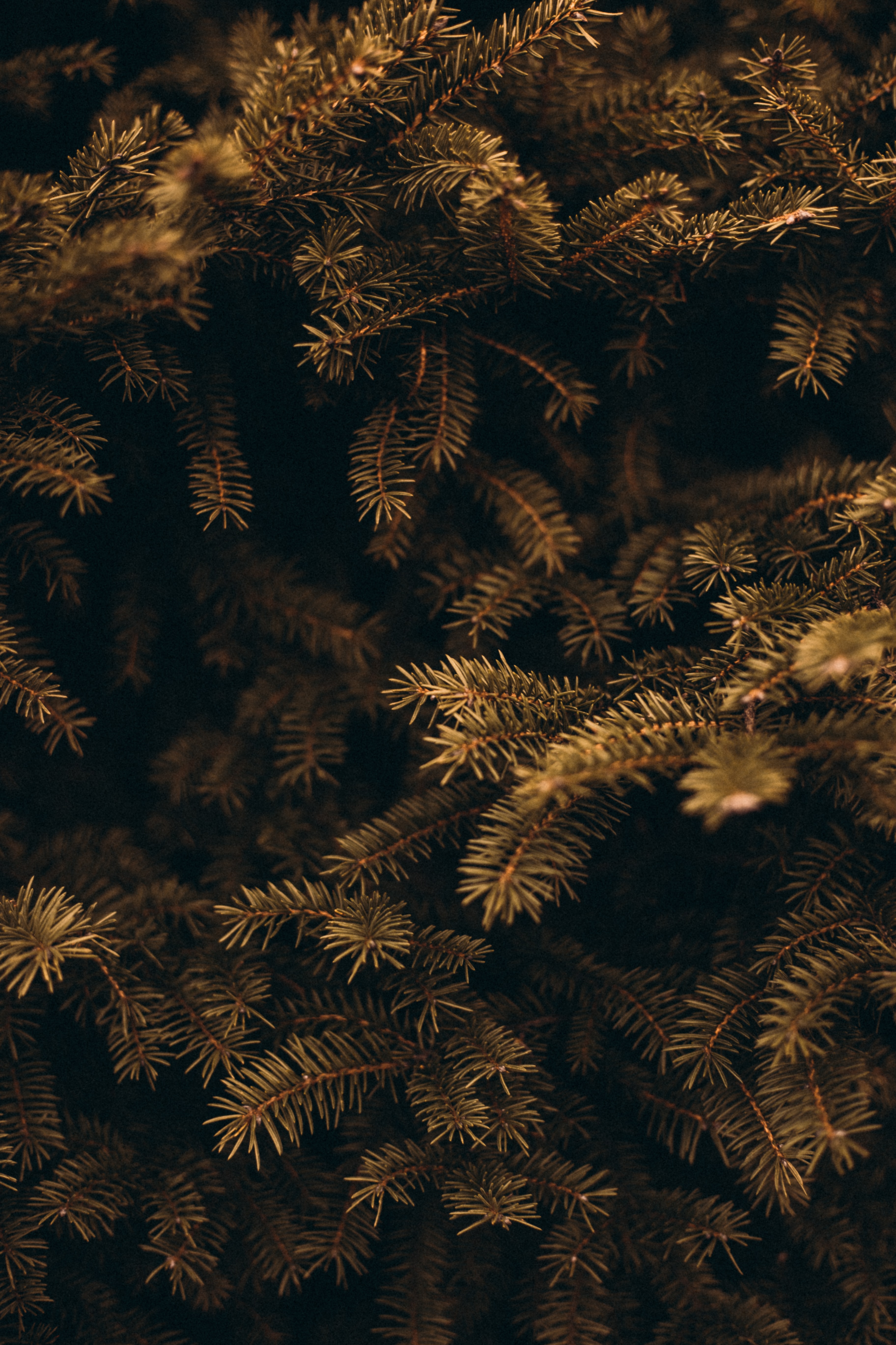 Download mobile wallpaper Branches, Needle, Pine, Macro, Plant for free.