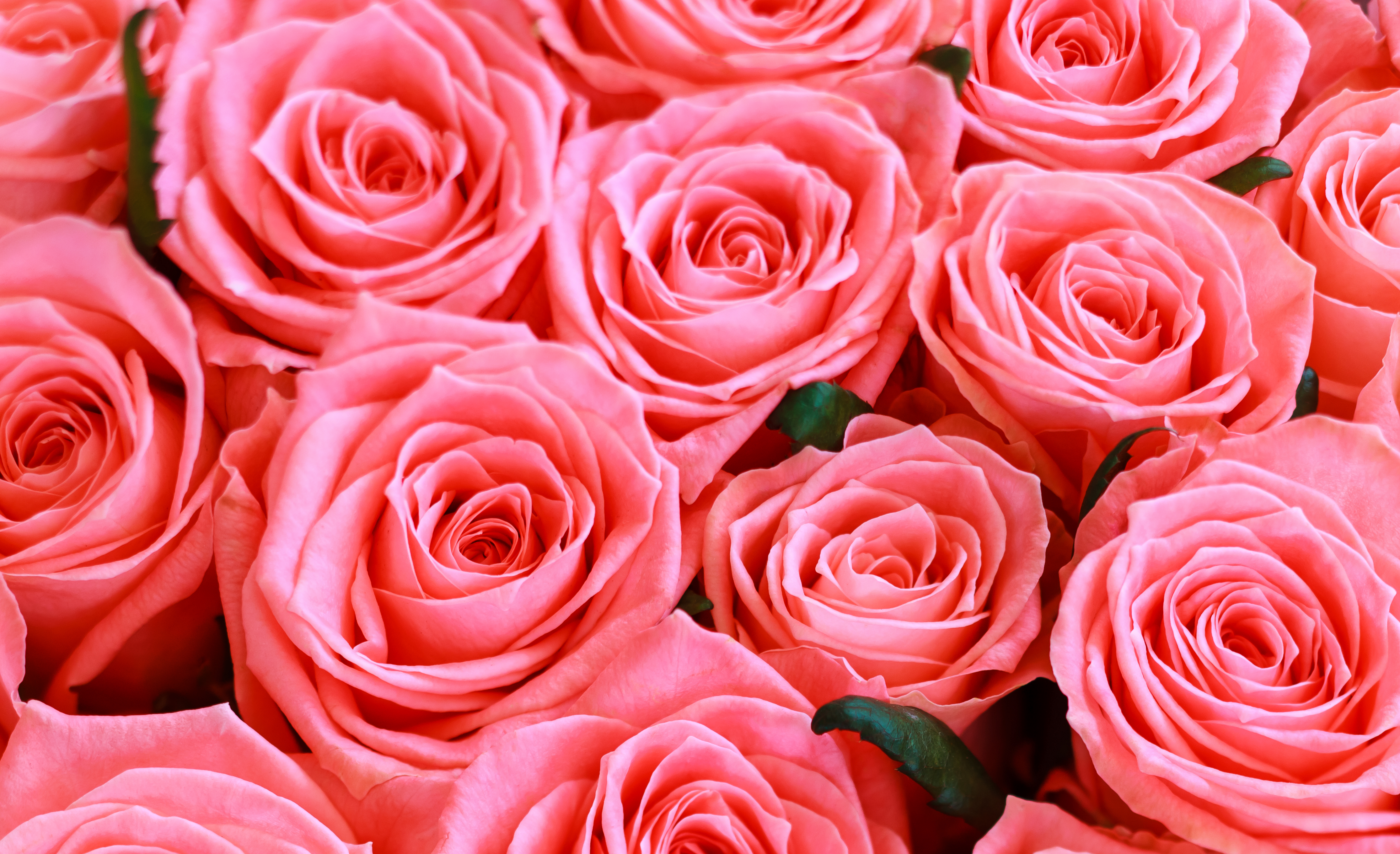 Laden Sie das Blume, Rose, Strauß, Menschengemacht, Pinke Blume, Pinke Rose-Bild kostenlos auf Ihren PC-Desktop herunter