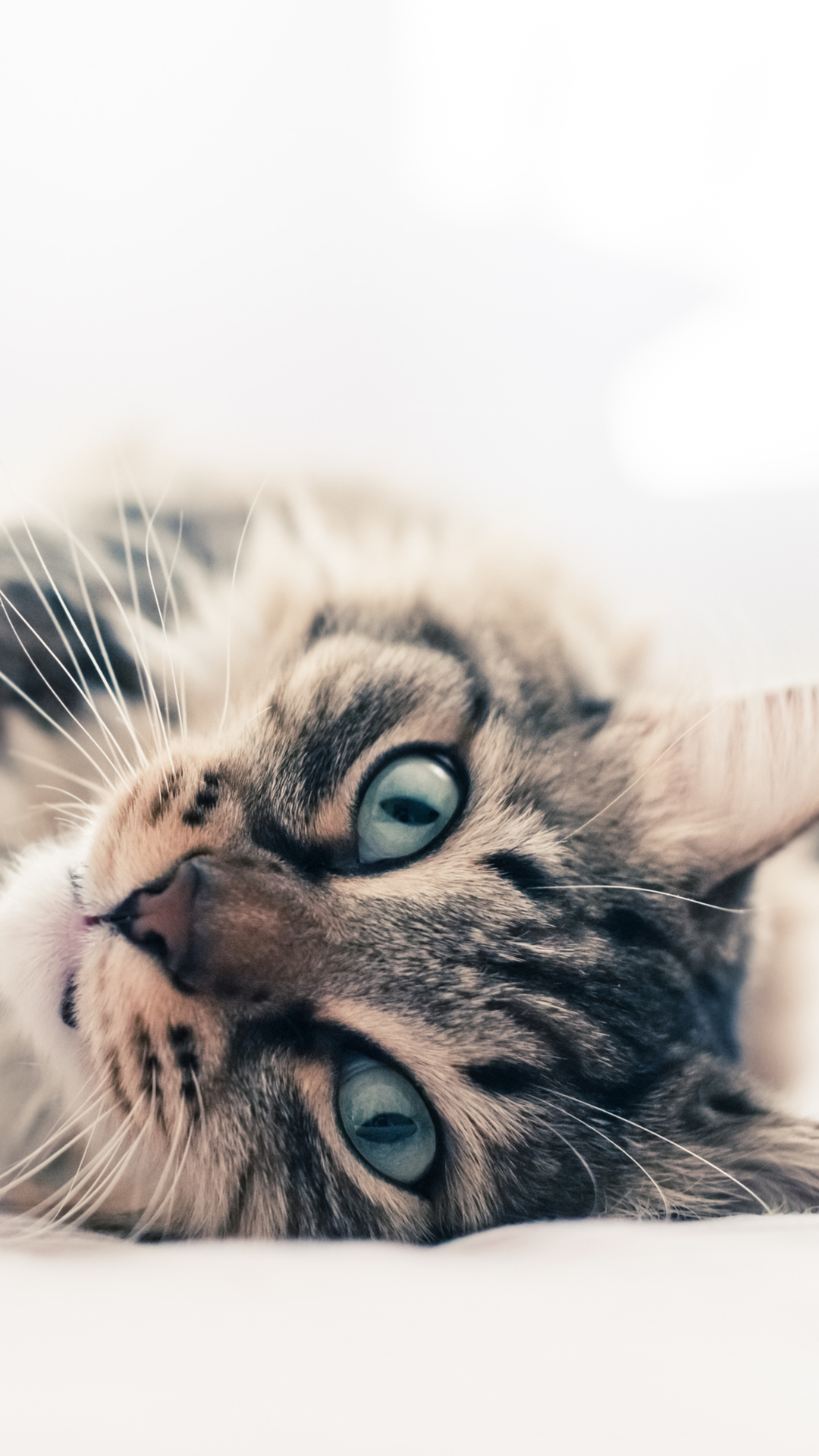 Download mobile wallpaper Cat, Cats, Animal for free.