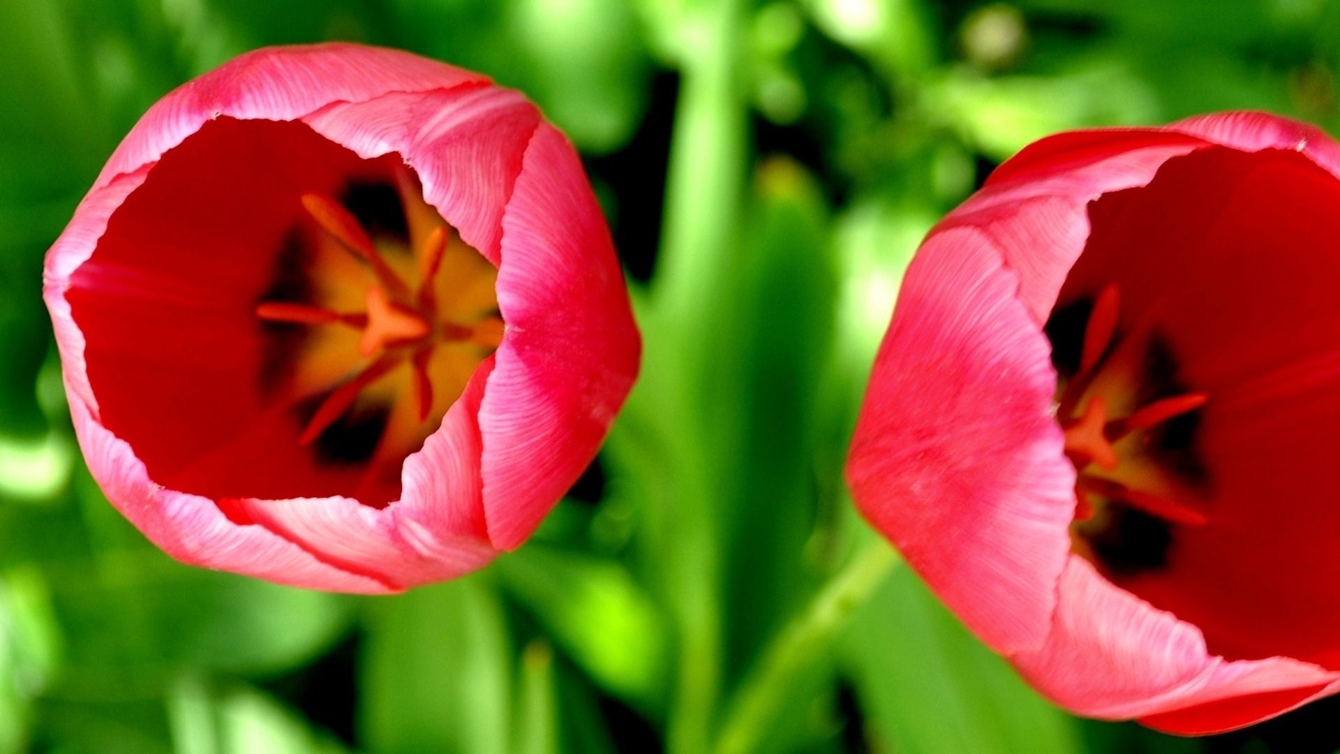 Descarga gratuita de fondo de pantalla para móvil de Tulipán, Flores, Flor, Tierra/naturaleza.