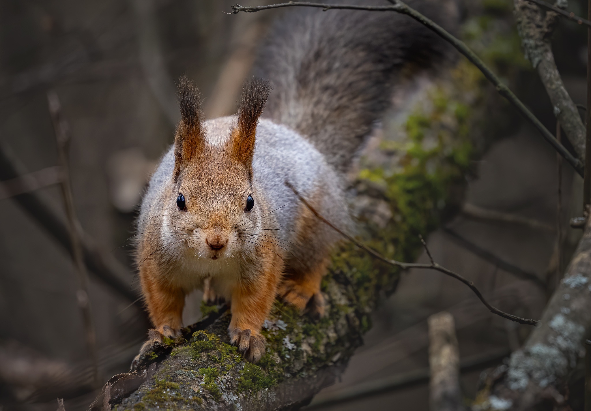animal, squirrel, moss, rodent, trunk