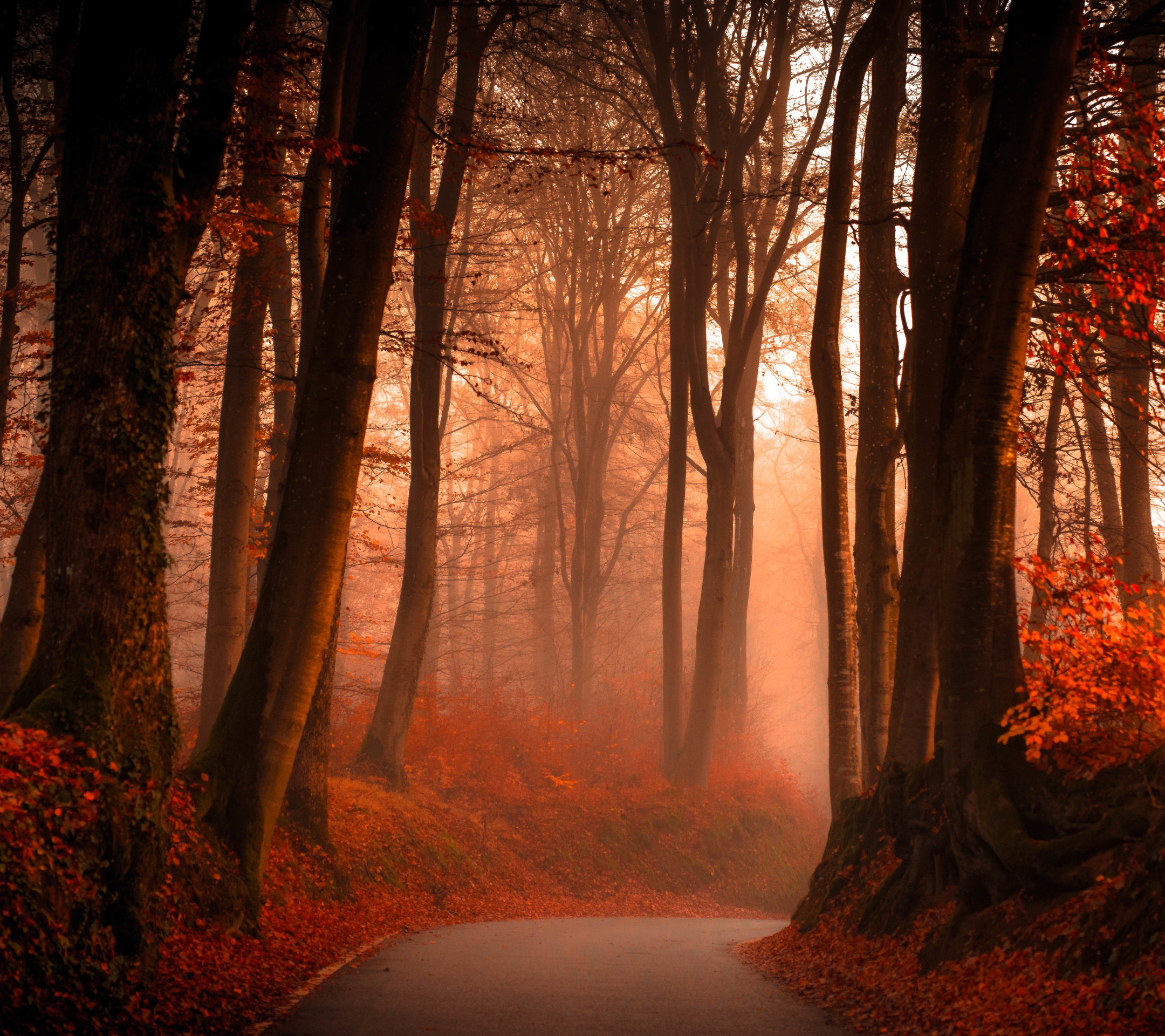 Free download wallpaper Nature, Road, Forest, Tree, Fog, Fall, Man Made on your PC desktop