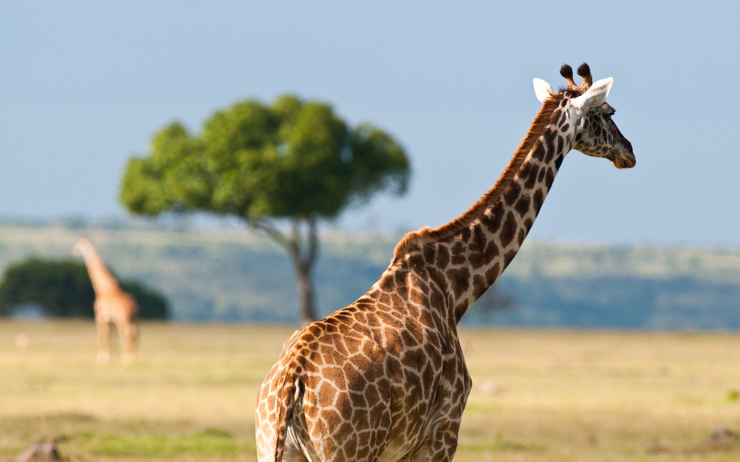 69431 скачать обои жираф, спина, животные, пустыня, африка - заставки и картинки бесплатно