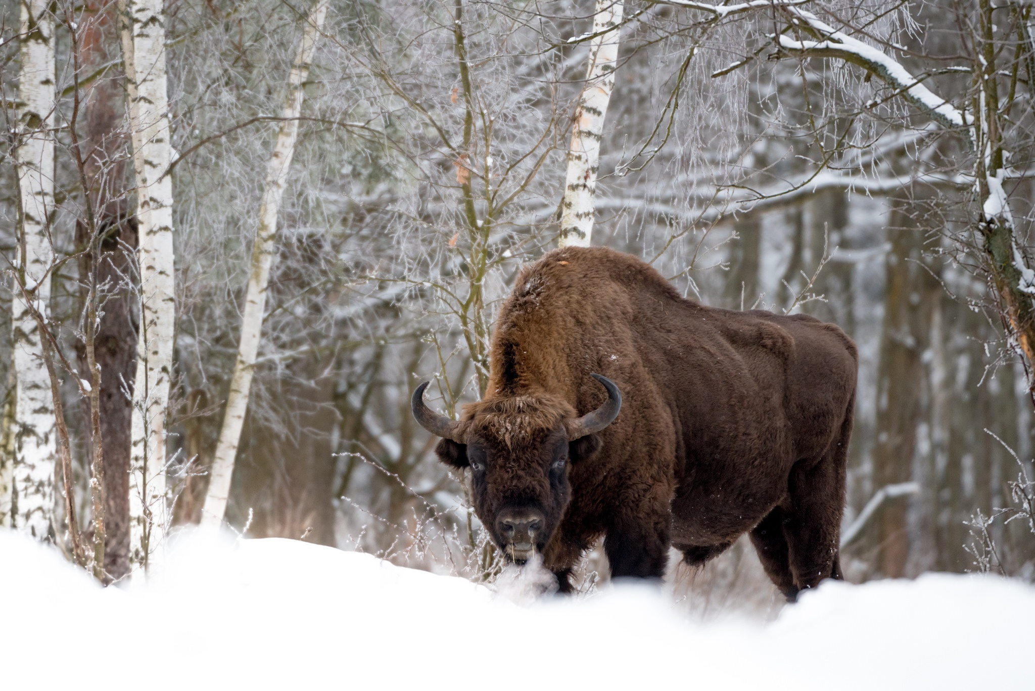 Laden Sie das Tiere, Winter, Schnee, Starren, Amerikanischer Bison-Bild kostenlos auf Ihren PC-Desktop herunter