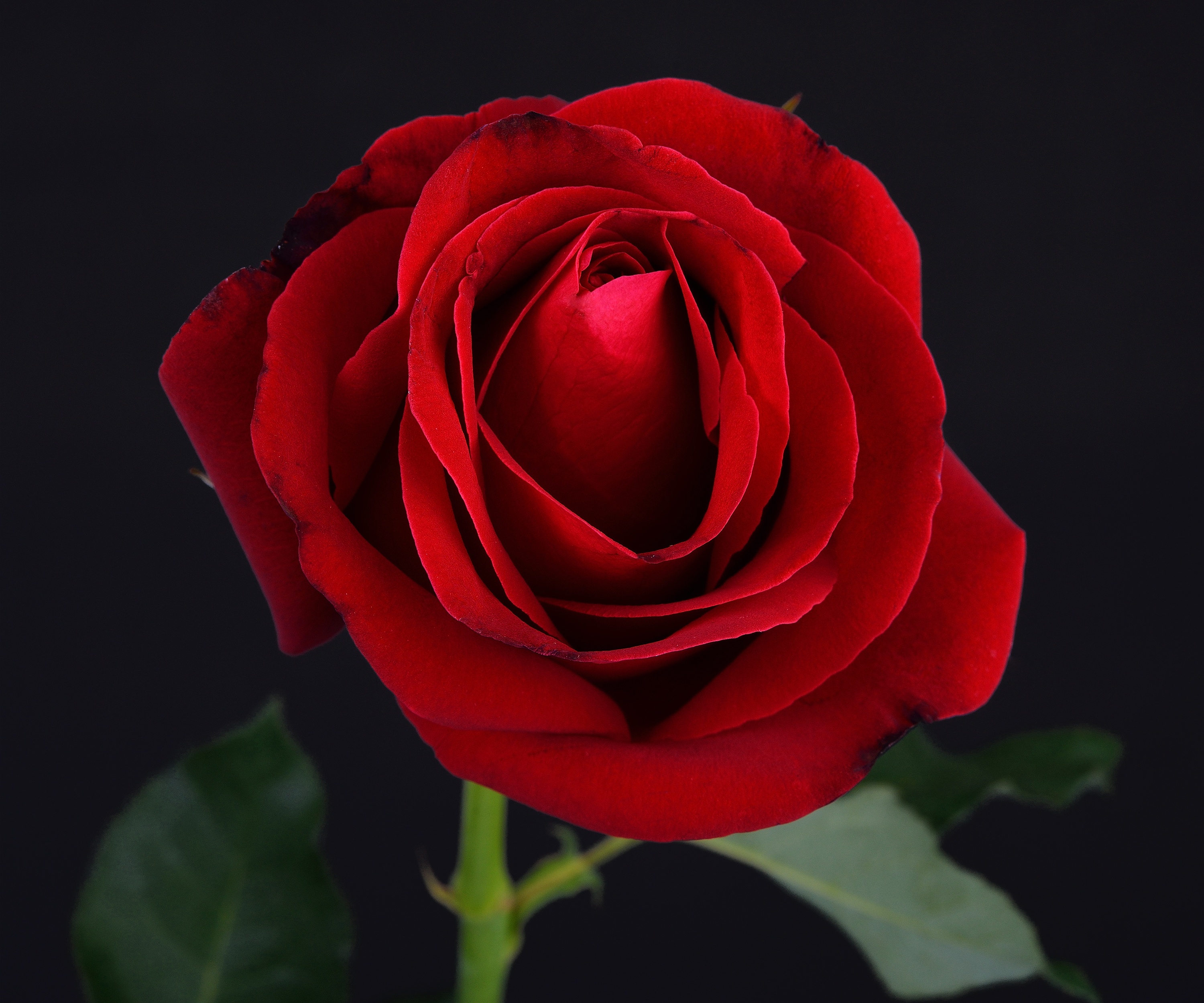 Descarga gratis la imagen Flores, Rosa, Flor, Rosa Roja, Flor Roja, Tierra/naturaleza en el escritorio de tu PC