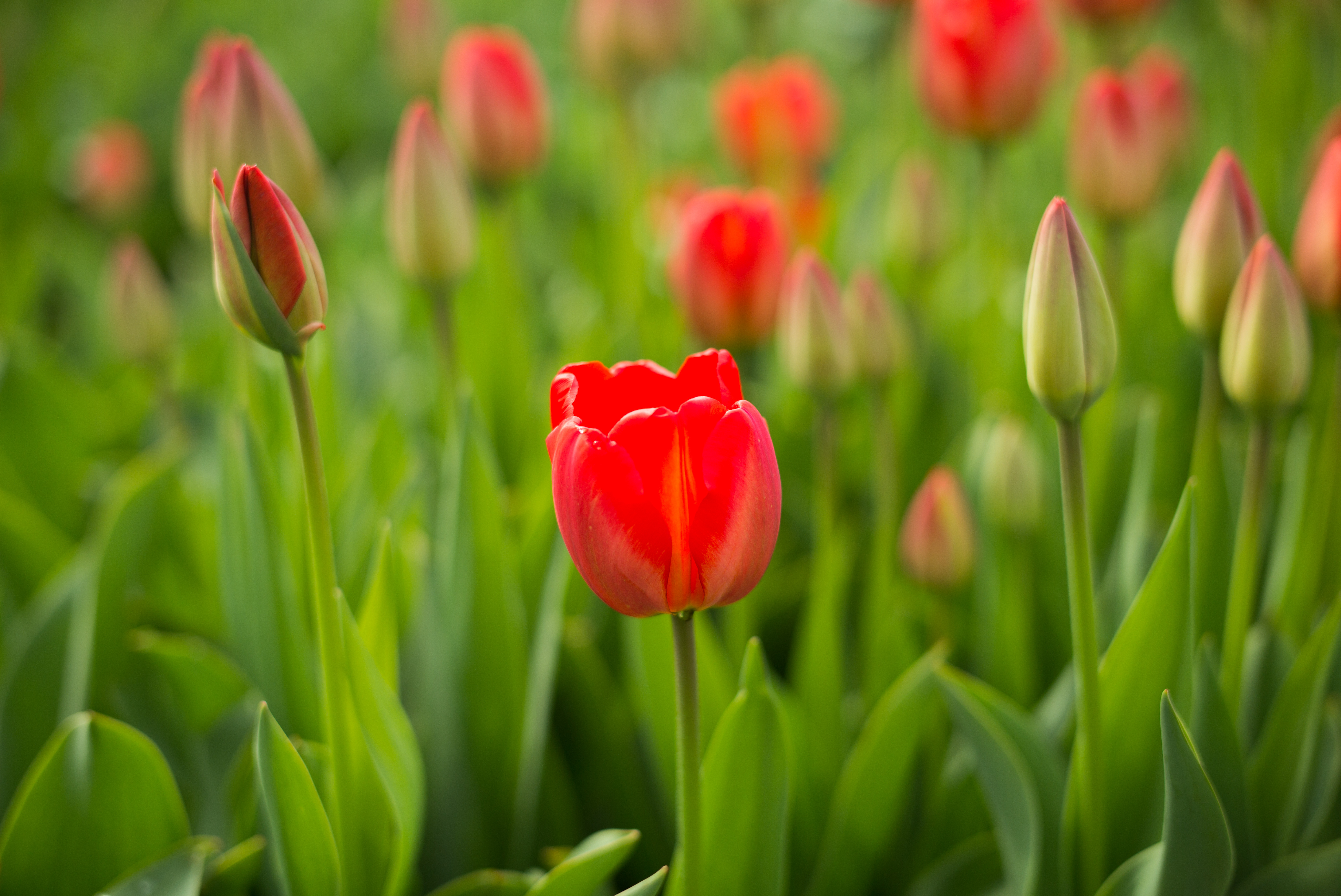Desktop FHD flowers, red, flower, bud, tulip