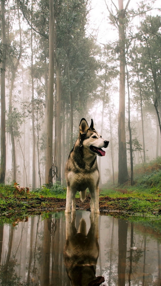 Download mobile wallpaper Dogs, Reflection, Forest, Dog, Fog, Animal, Husky for free.