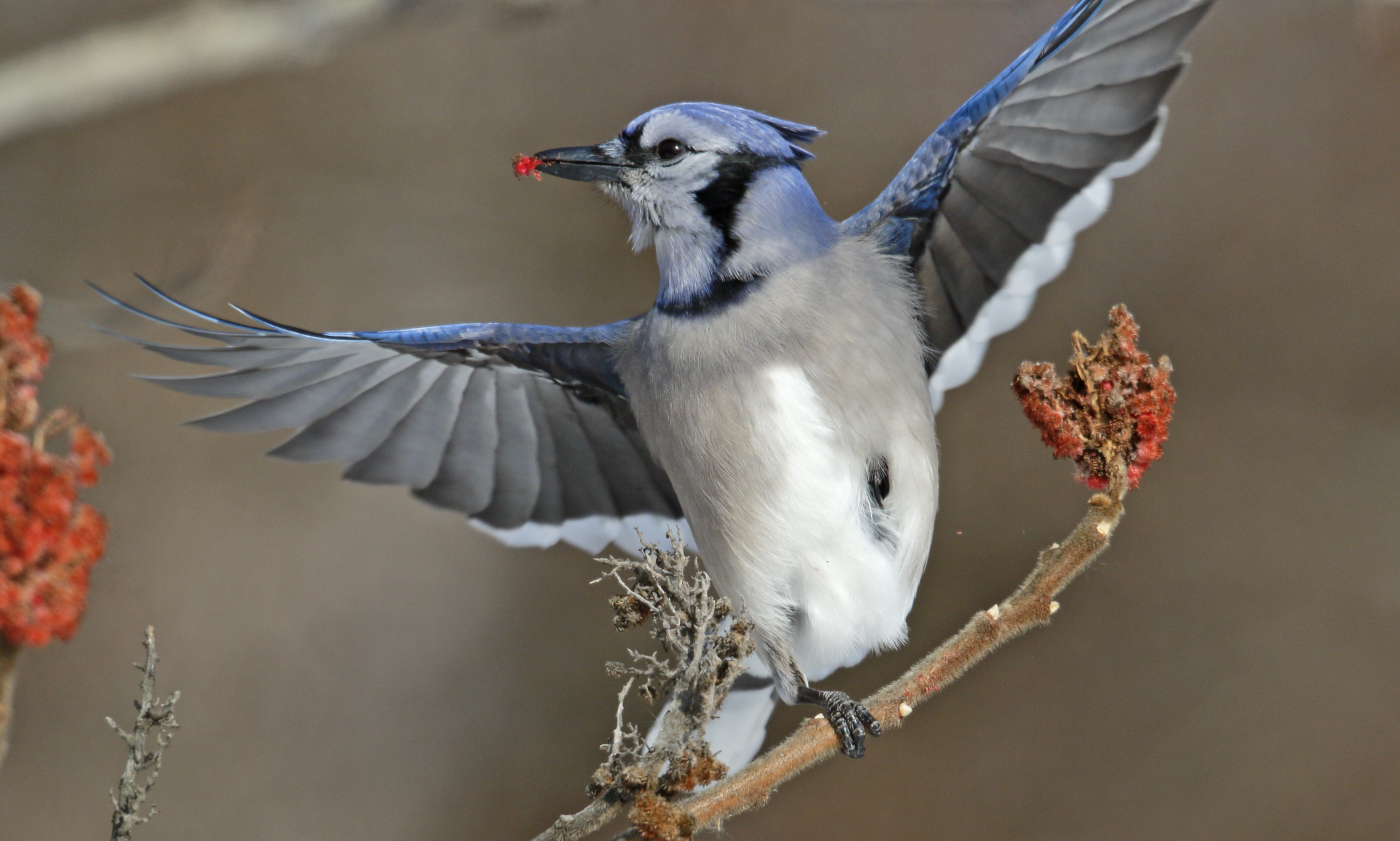 Download mobile wallpaper Birds, Bird, Close Up, Animal, Wings, Blue Jay for free.
