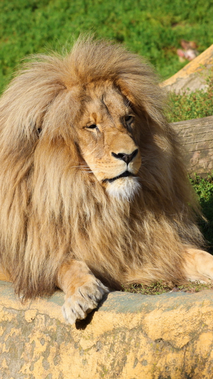 Téléchargez des papiers peints mobile Animaux, Chats, Lion gratuitement.