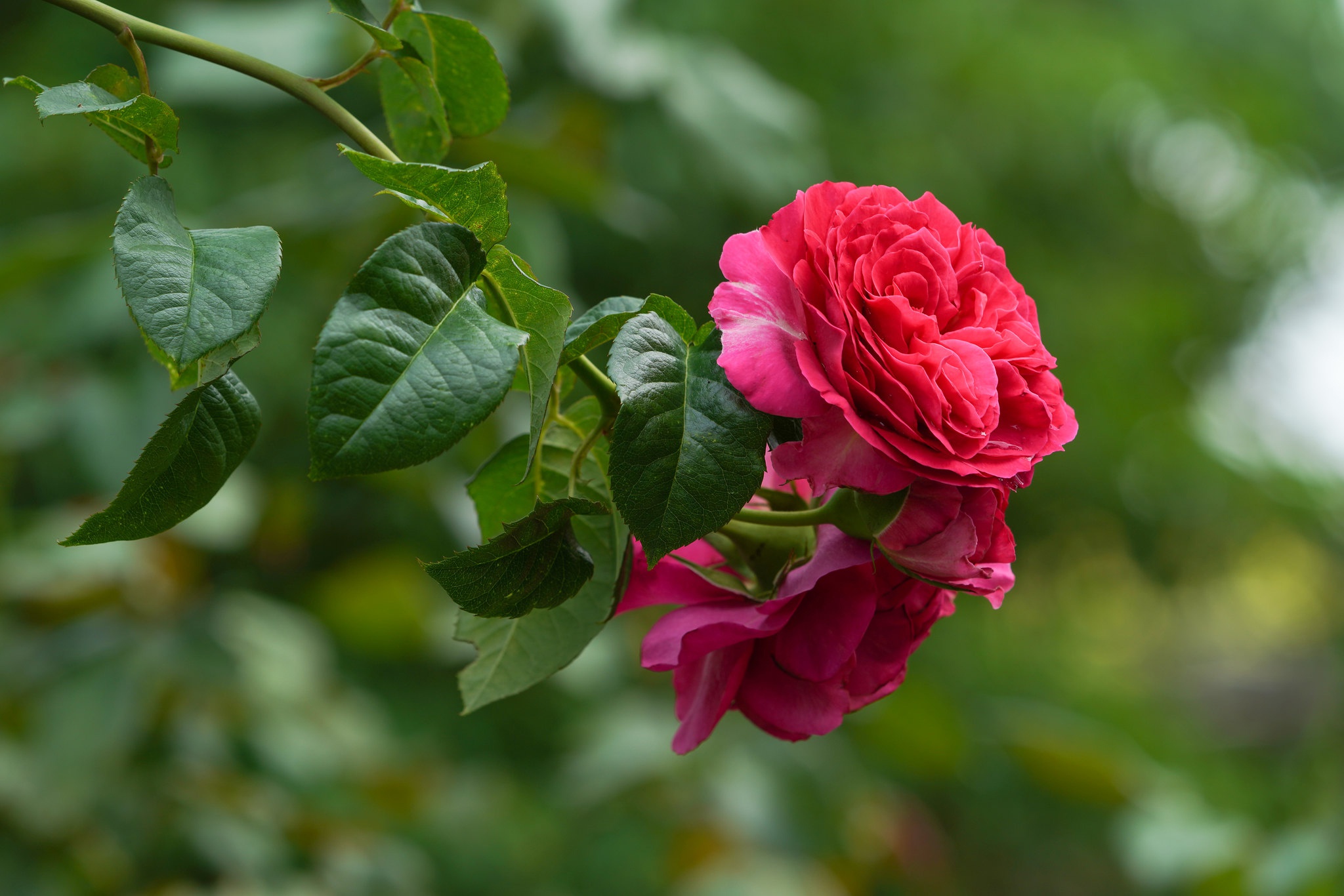 Descarga gratis la imagen Flores, Rosa, Tierra/naturaleza en el escritorio de tu PC